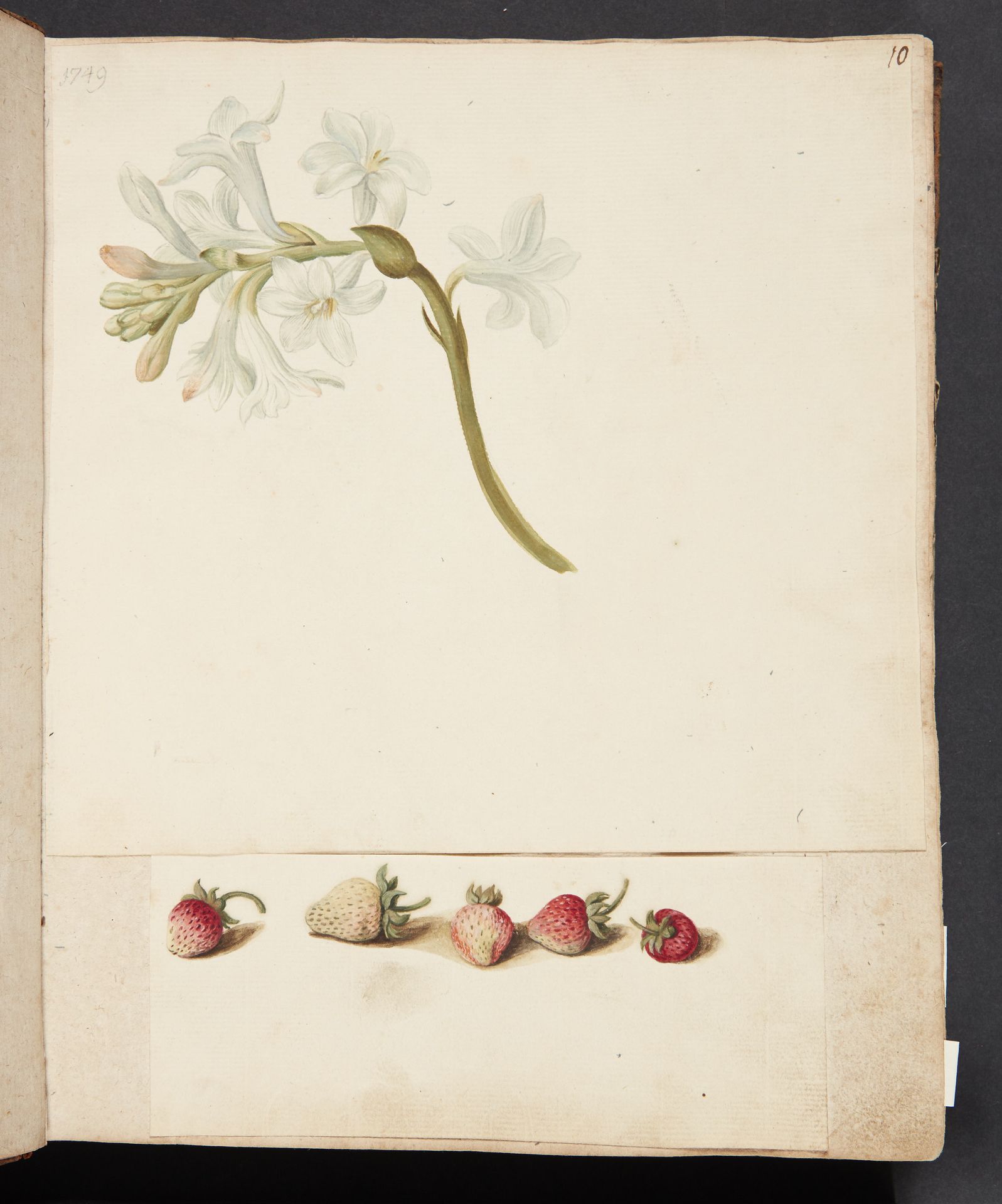 Studie af blomst og jordbær by Johanna Fosie