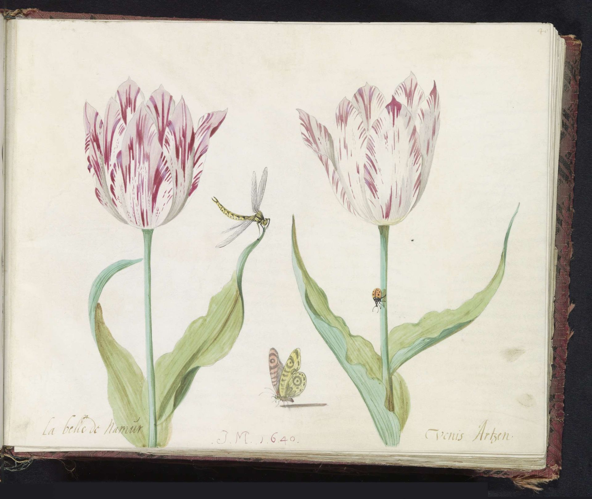 Twee tulpen met vlinder, libelle en lieveheersbeestje by Jacob Marrel
