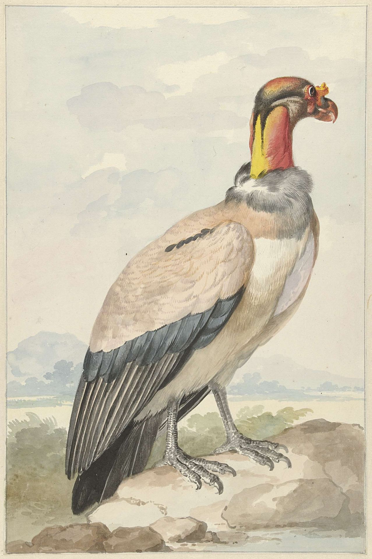 Koningsgier (Sarcoramphus papa) by Aert Schouman