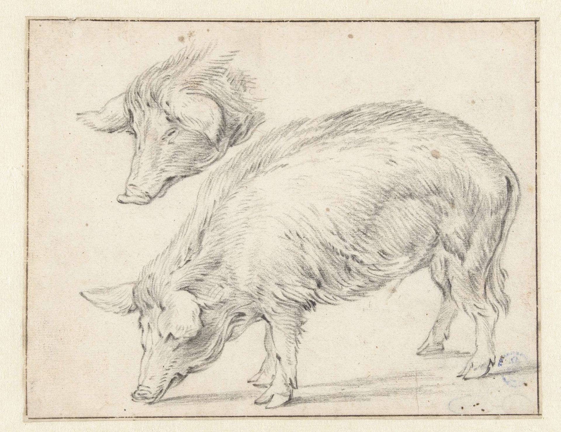 Two Studies of a Pig by Simon de Vlieger