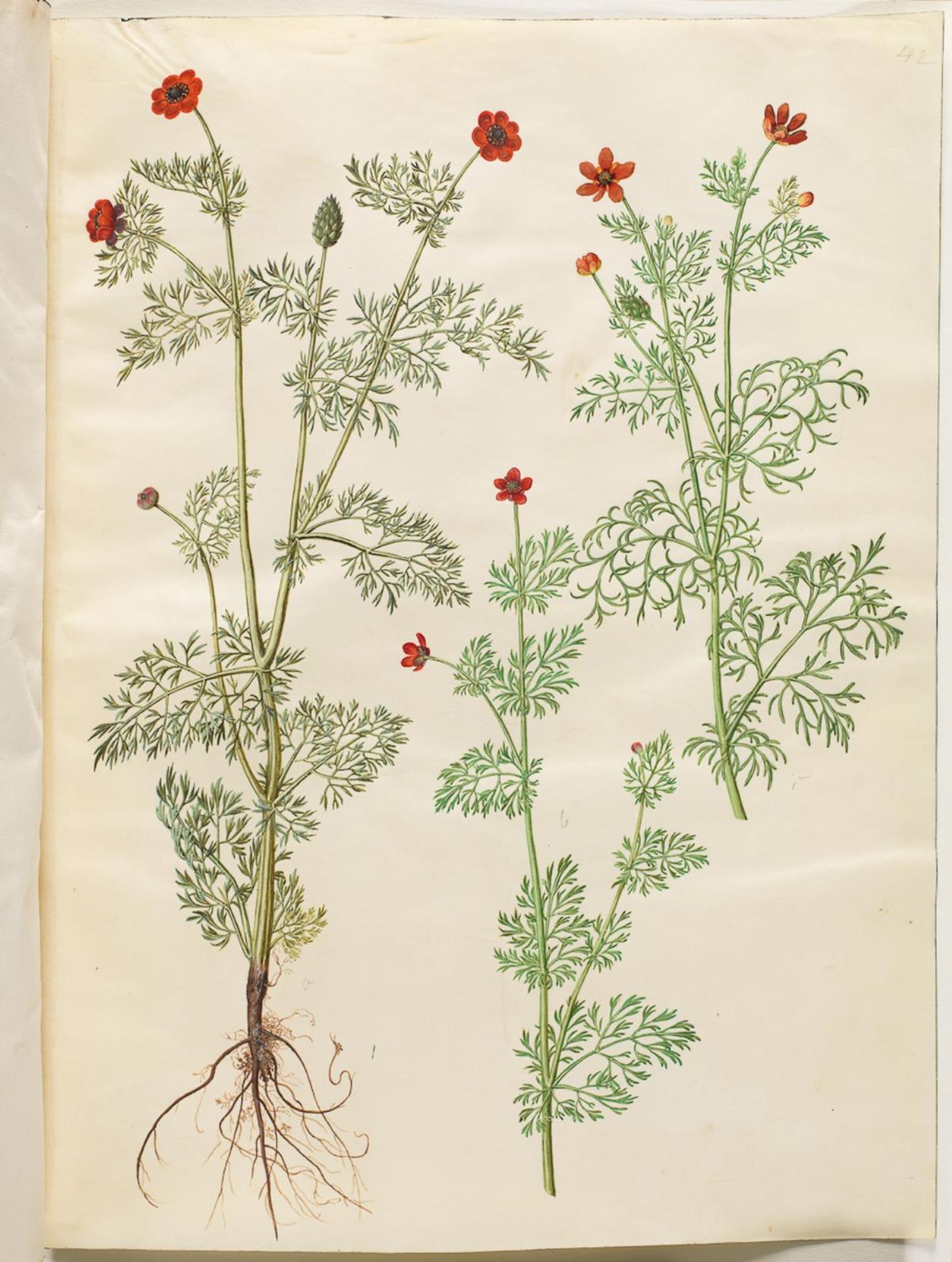 Adonis annua (høst-adonis); Adonis aestivalis (sommer-adonis) by Hans Simon Holtzbecker