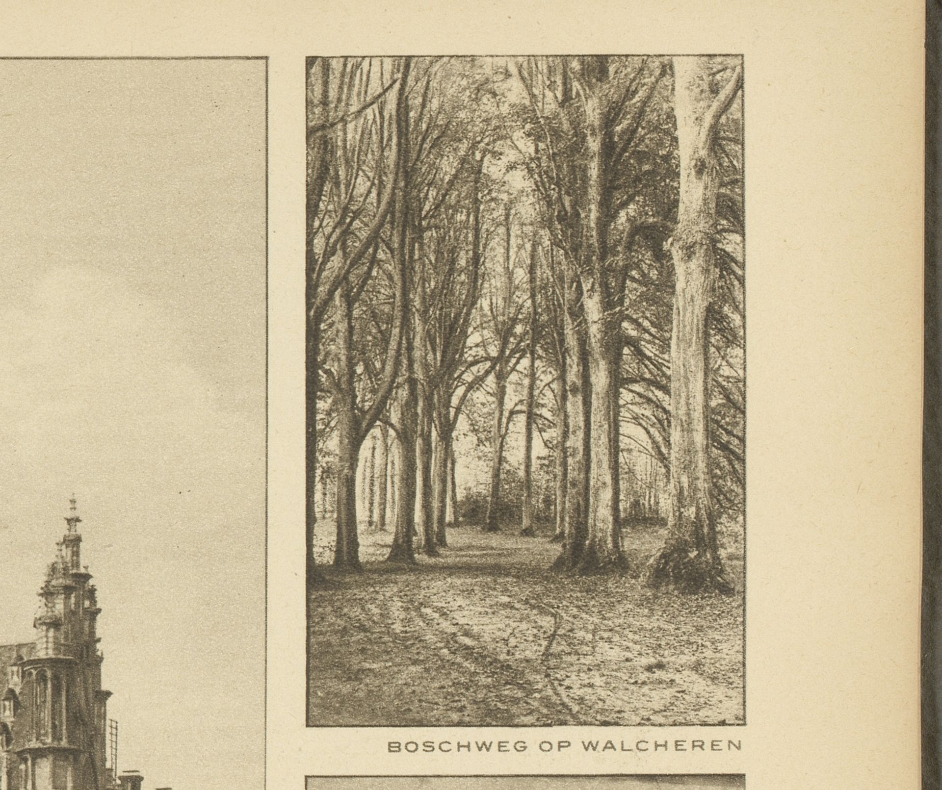 Gezicht op een bospad op Walcheren, Zeeland by Anonymous