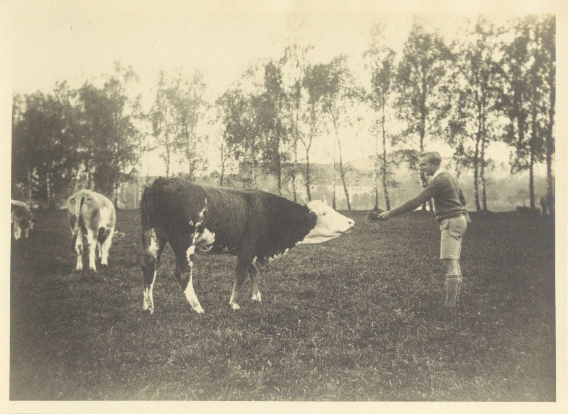 Leerling van Schule Schloss Salem met koeien in een wei by Anonymous