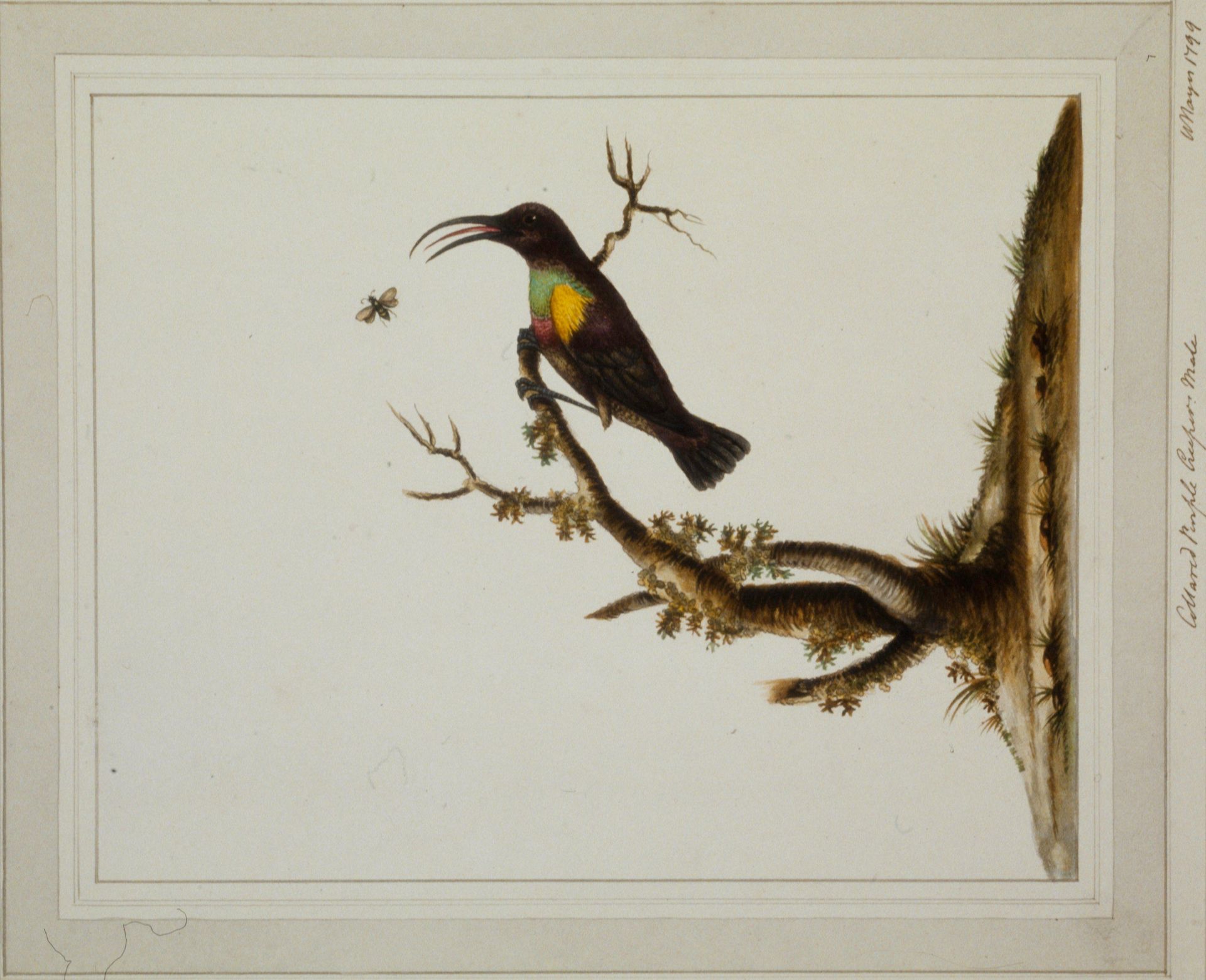 Collared Purple Creeper by William Hayes
