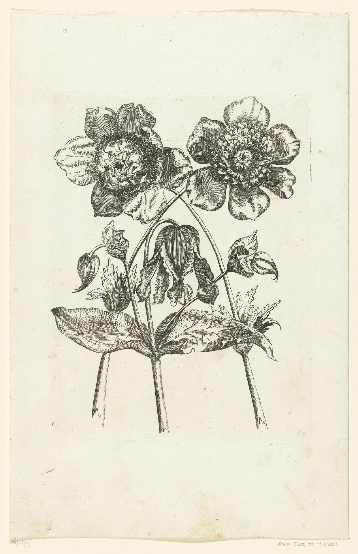 Drie bloemen by Anonymous