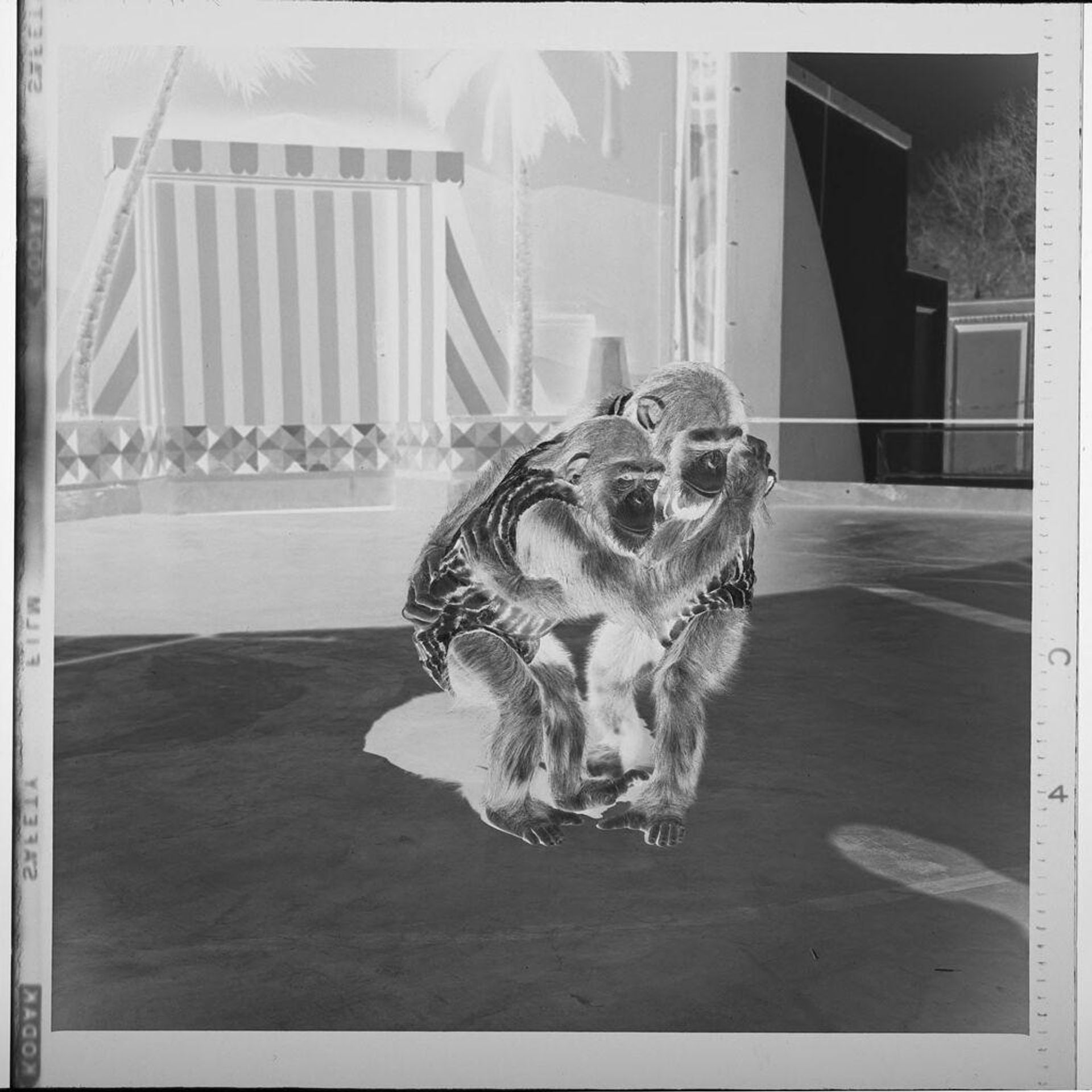 Untitled (two chimps hugging) by Jack Gould