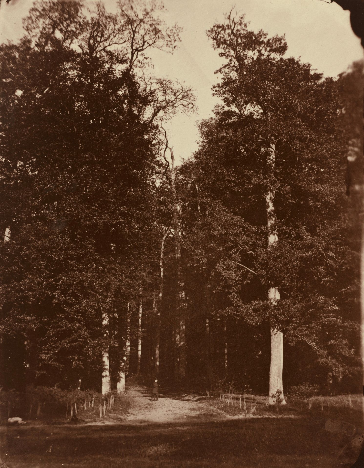Forest at Saint-Cloud by Louis-Rémy Robert