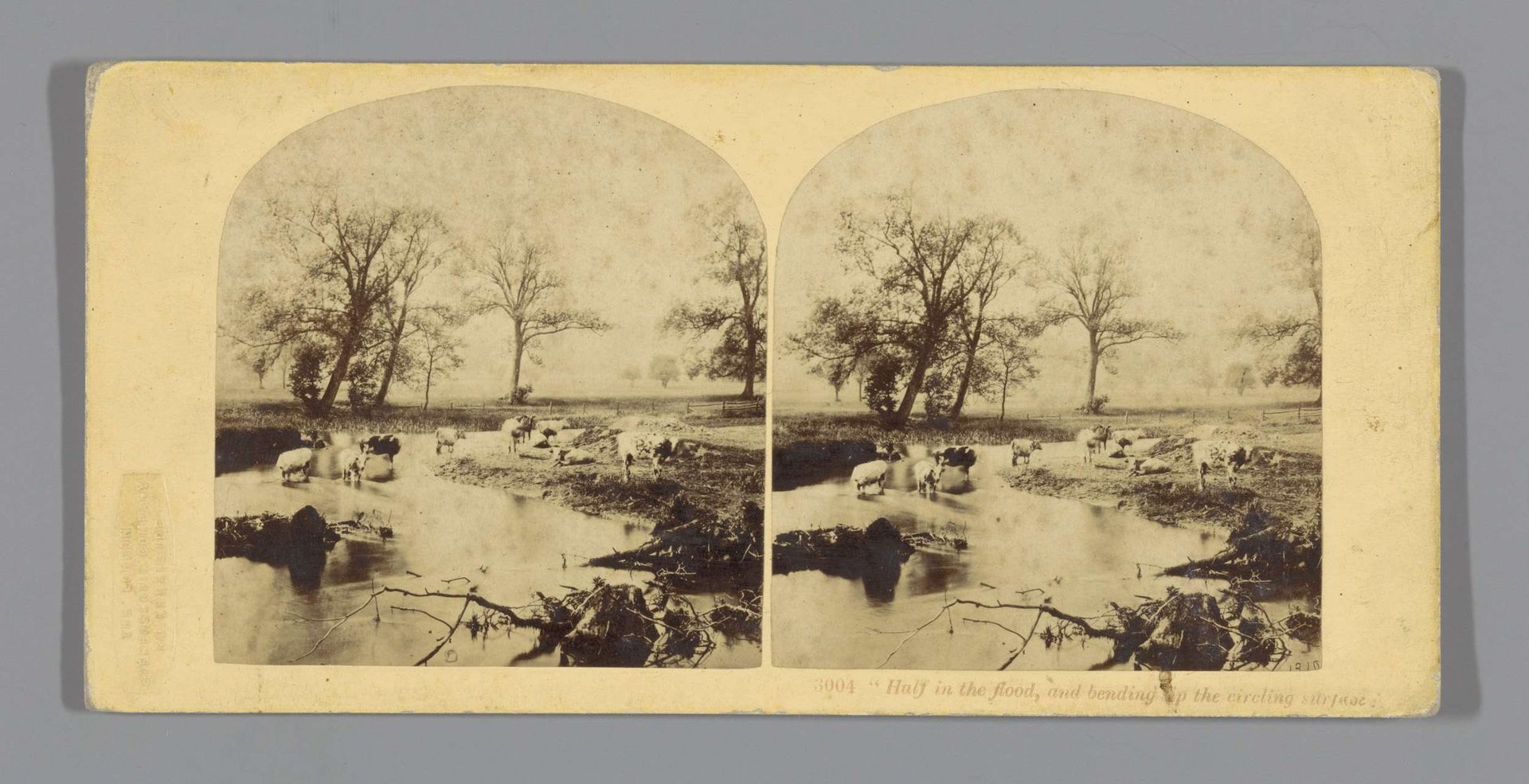 Koeien in een overstroomd weiland by London Stereoscopic Company