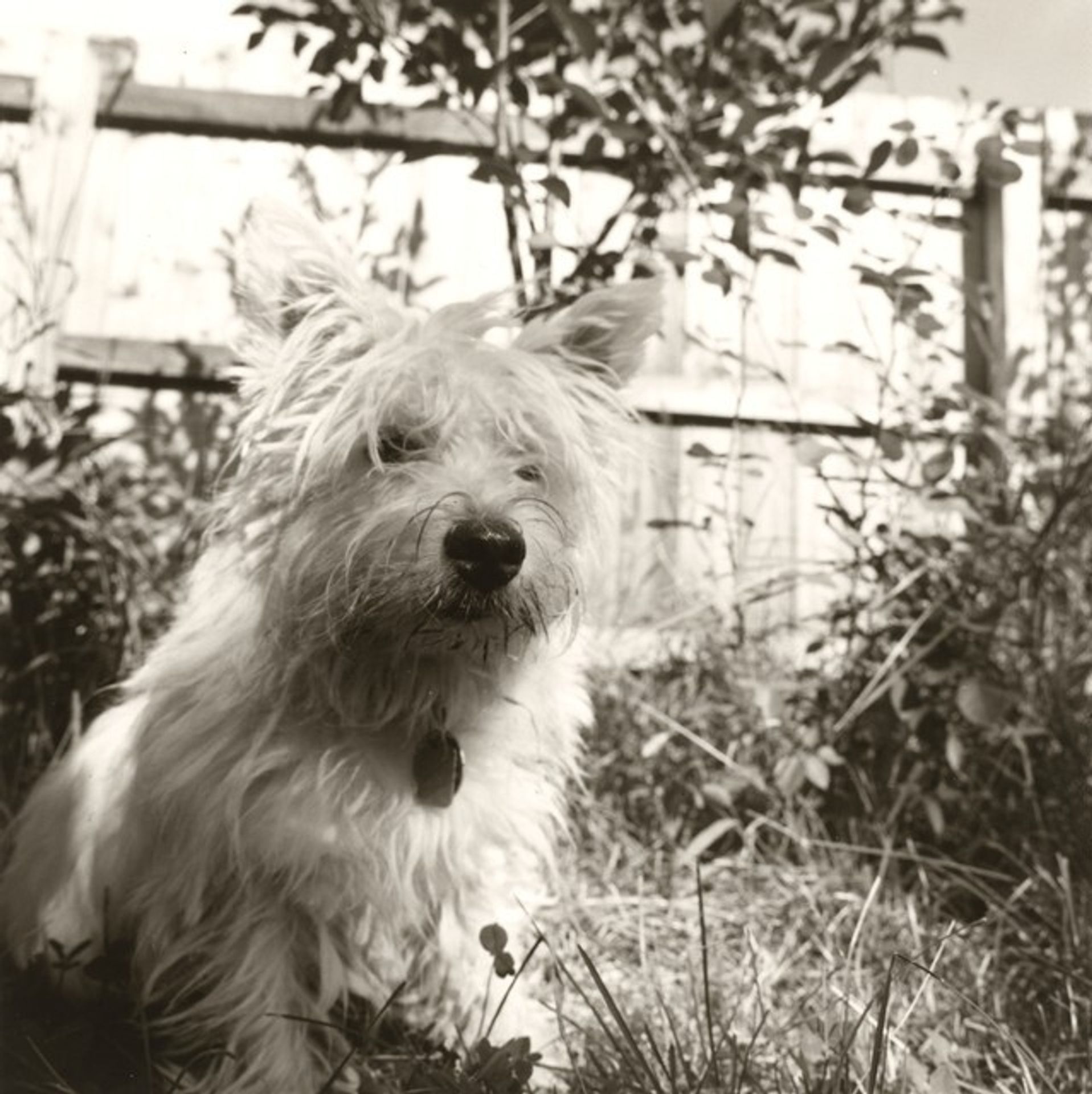 Longmont, Colorado, Sally in the Backyard by Robert Adams