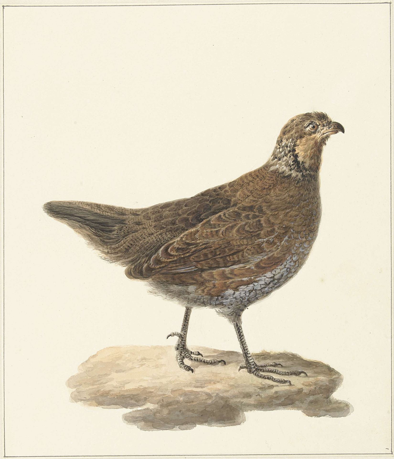 Bobwhite (Colinus virginianus) by Pieter Pietersz. Barbiers