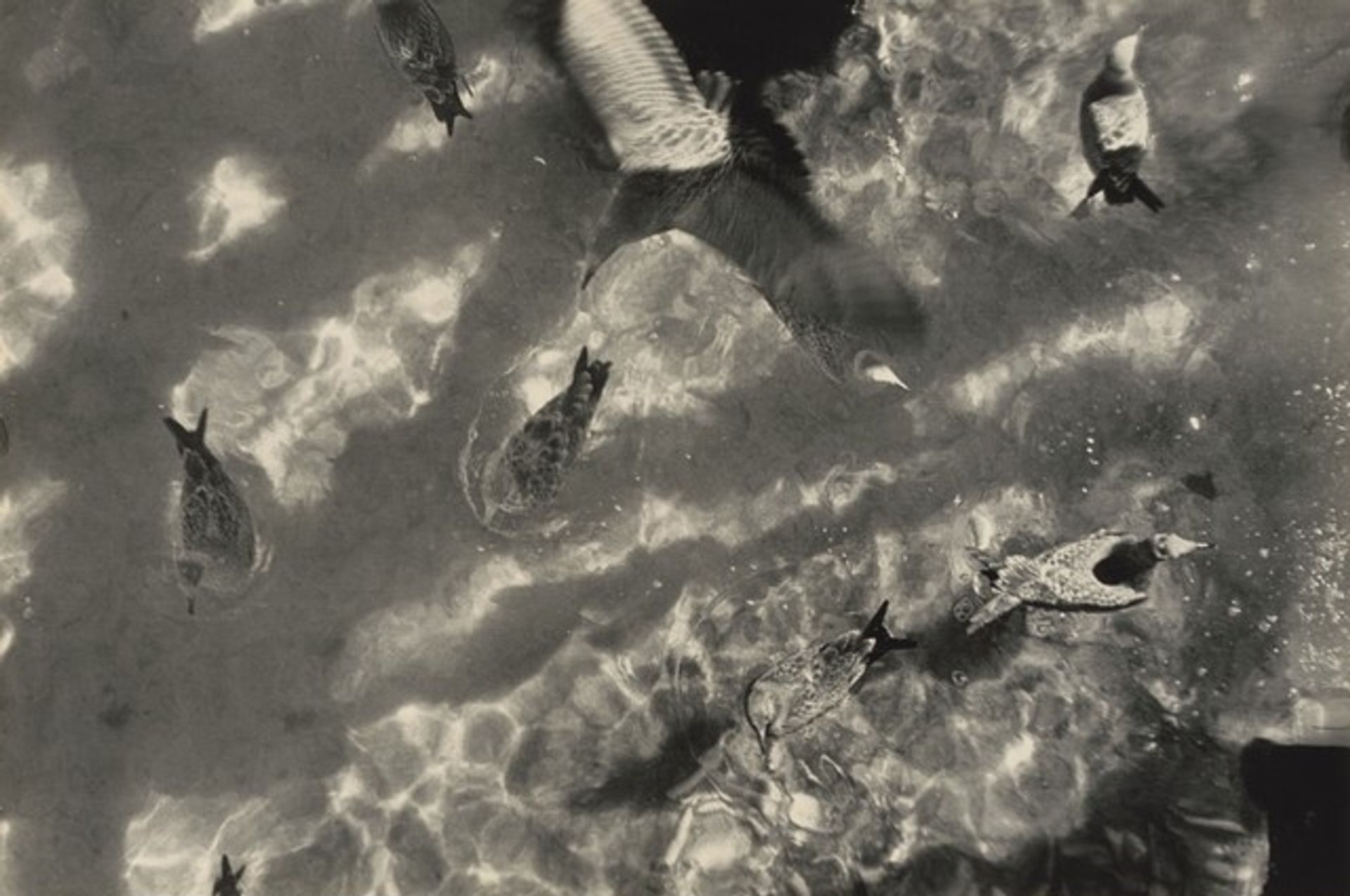 Seagulls, Provincetown by Sid Grossman