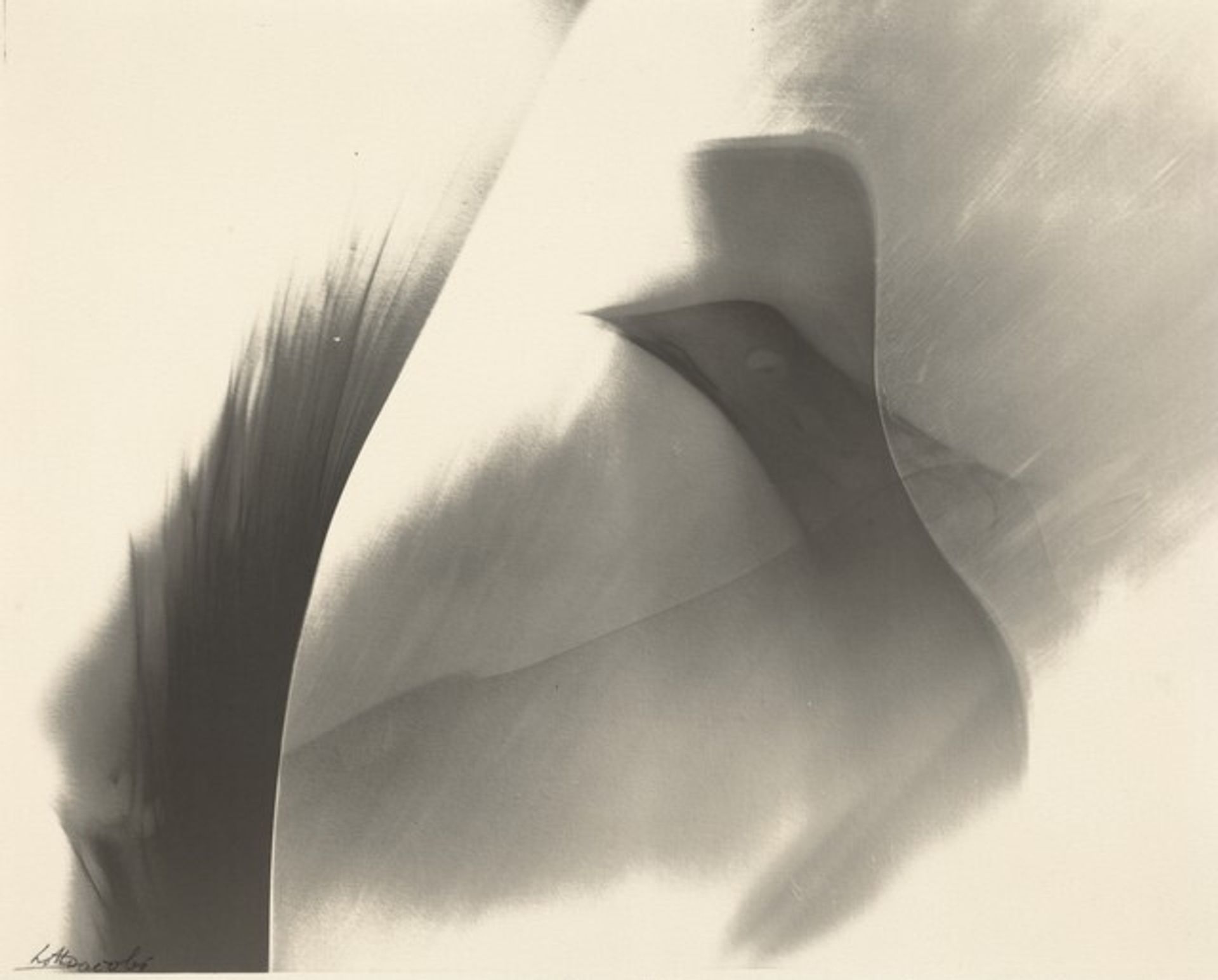 Untitled (Photogenic) by Lotte Jacobi