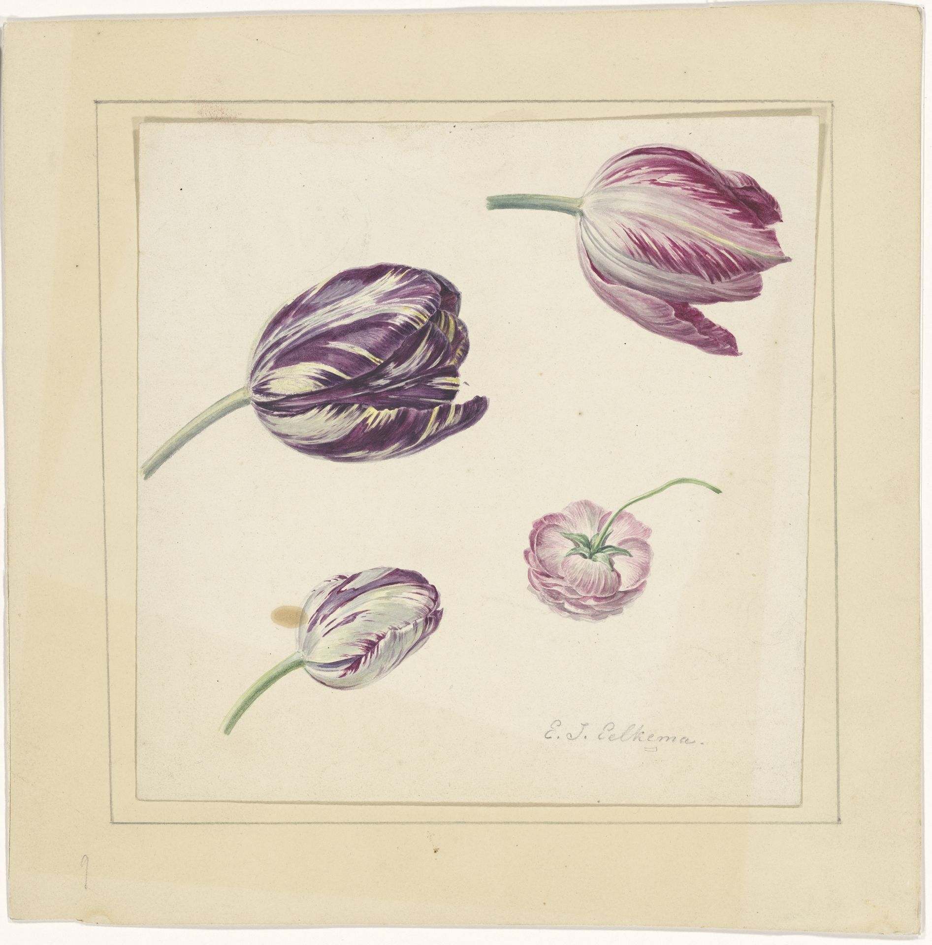 Tulpen by Eelke Jelles Eelkema