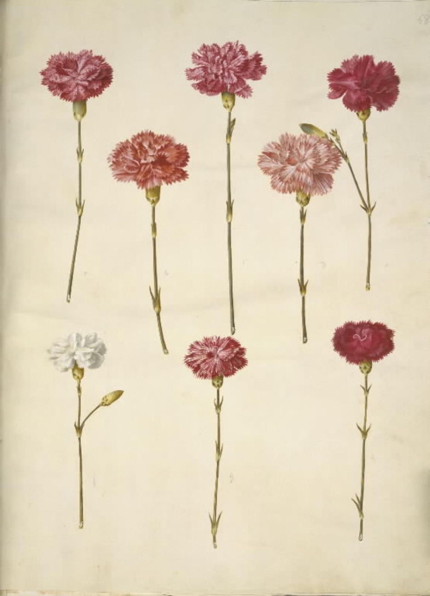 Dianthus caryophyllus (have-nellike) by Hans Simon Holtzbecker