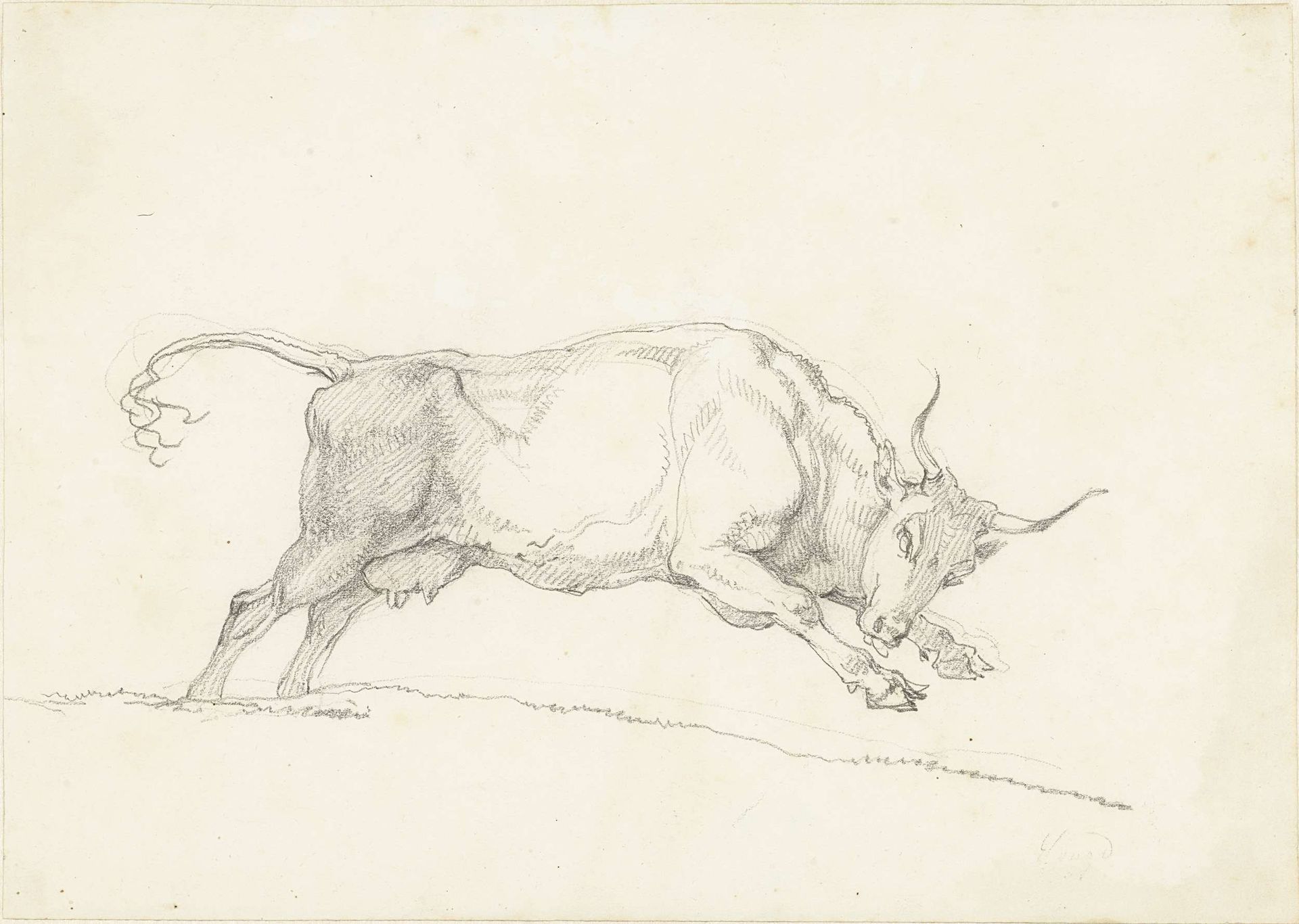 Aanvallende koe, naar rechts by Hendrik Voogd