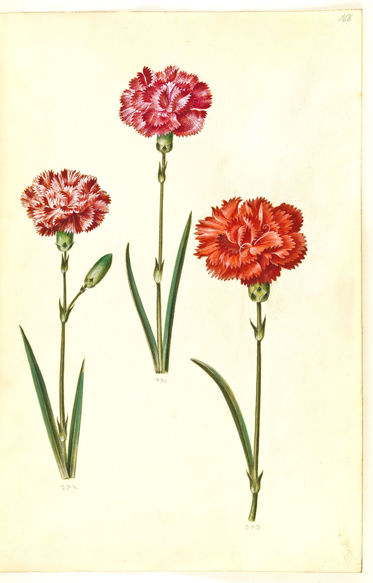 Dianthus caryophyllus (have-nellike) by Hans Simon Holtzbecker