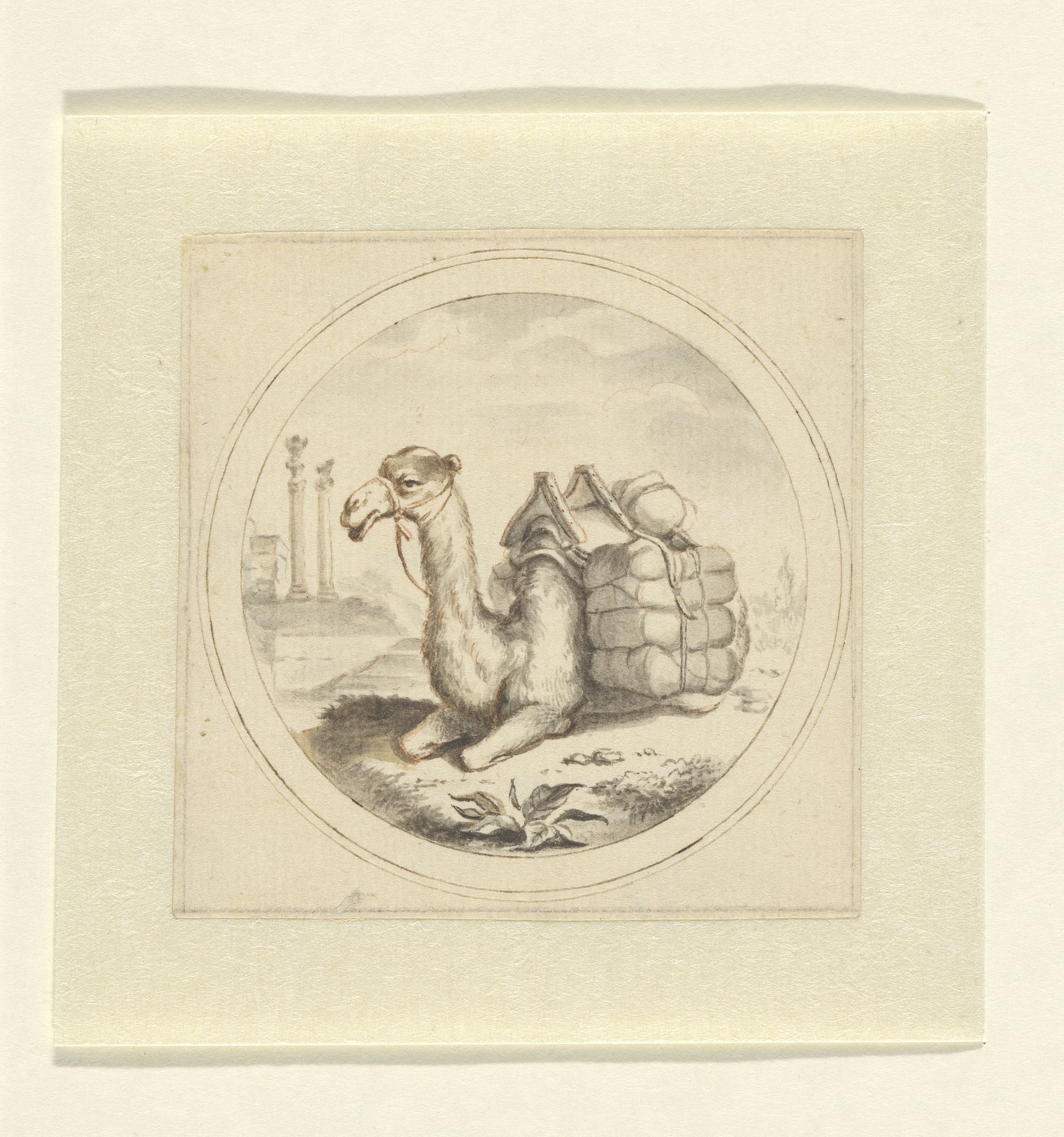 Een Kameel by Arnold Houbraken