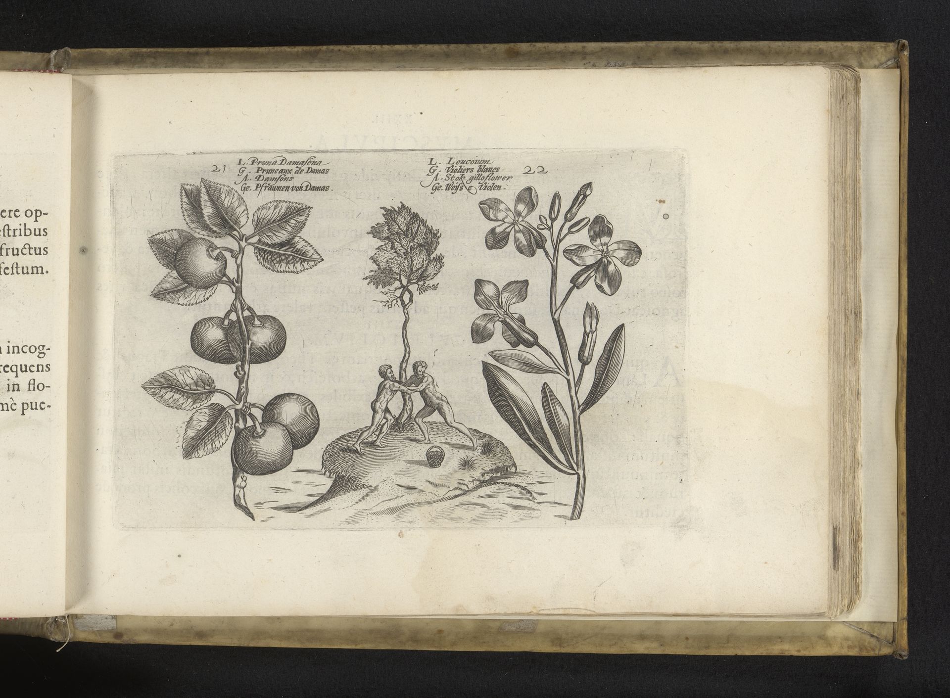 Damastpruim en violier by Crispijn van de (II) Passe