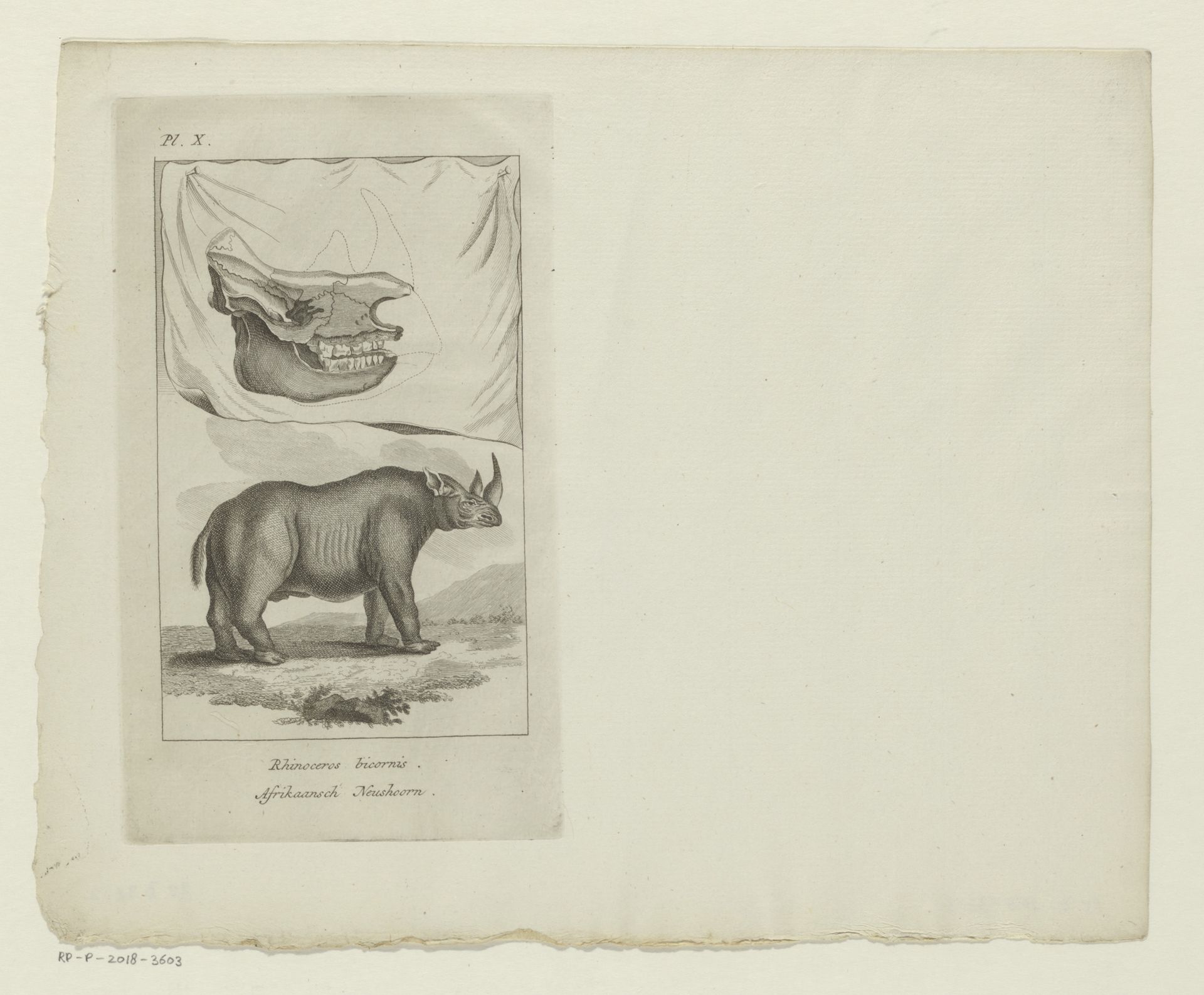 Zwarte neushoorn en schedel van een zwarte neushoorn by Anonymous