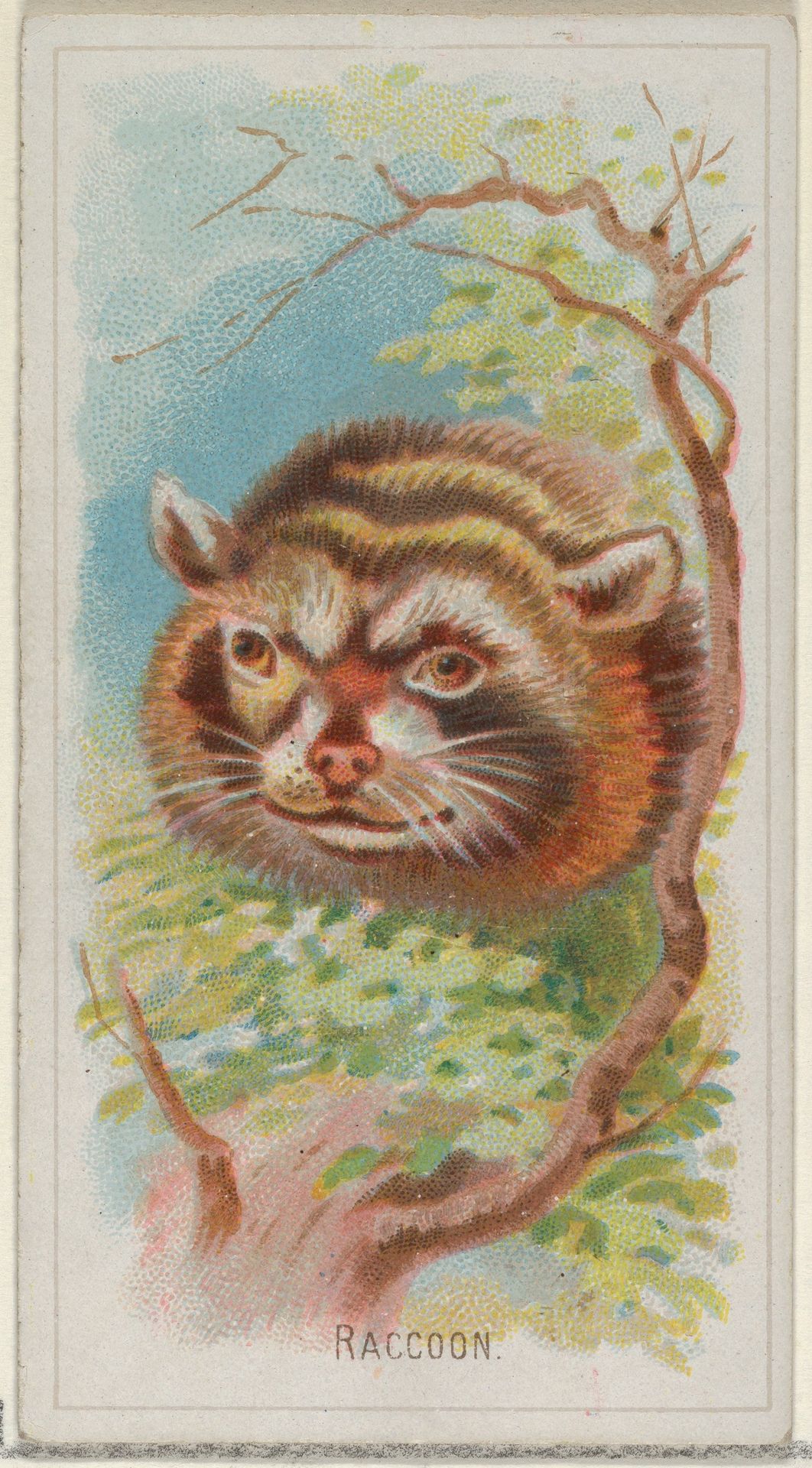Raccoon, from the Wild Animals of the World series (N25) for Allen & Ginter Cigarettes by Allen & Ginter