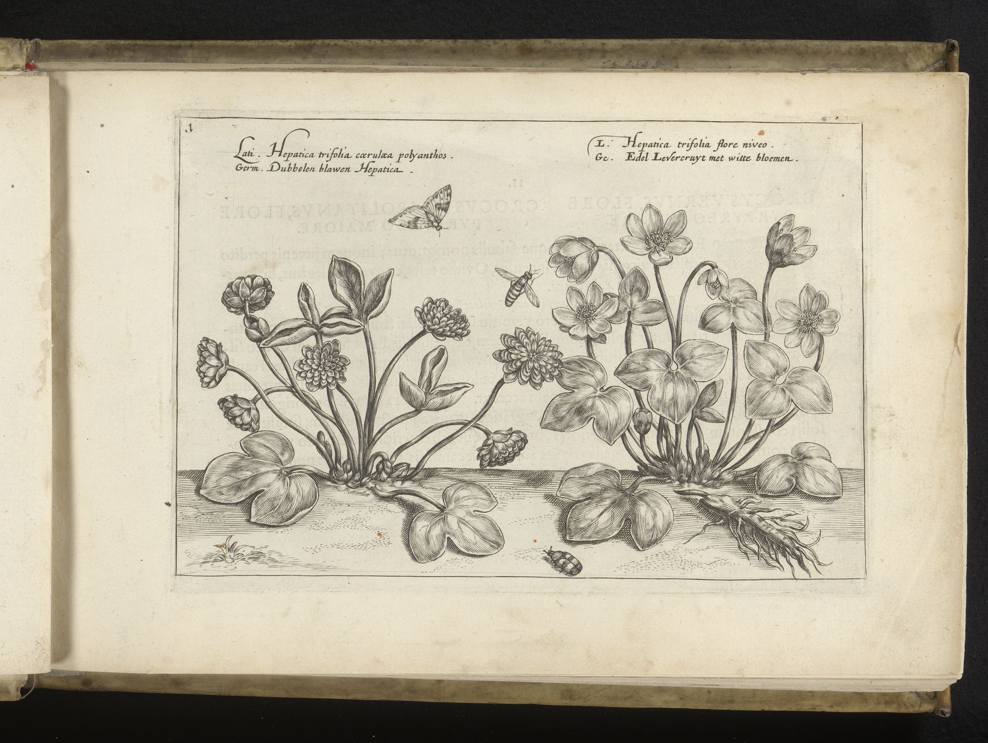Leverbloempje en een cultivar by Crispijn van de (II) Passe