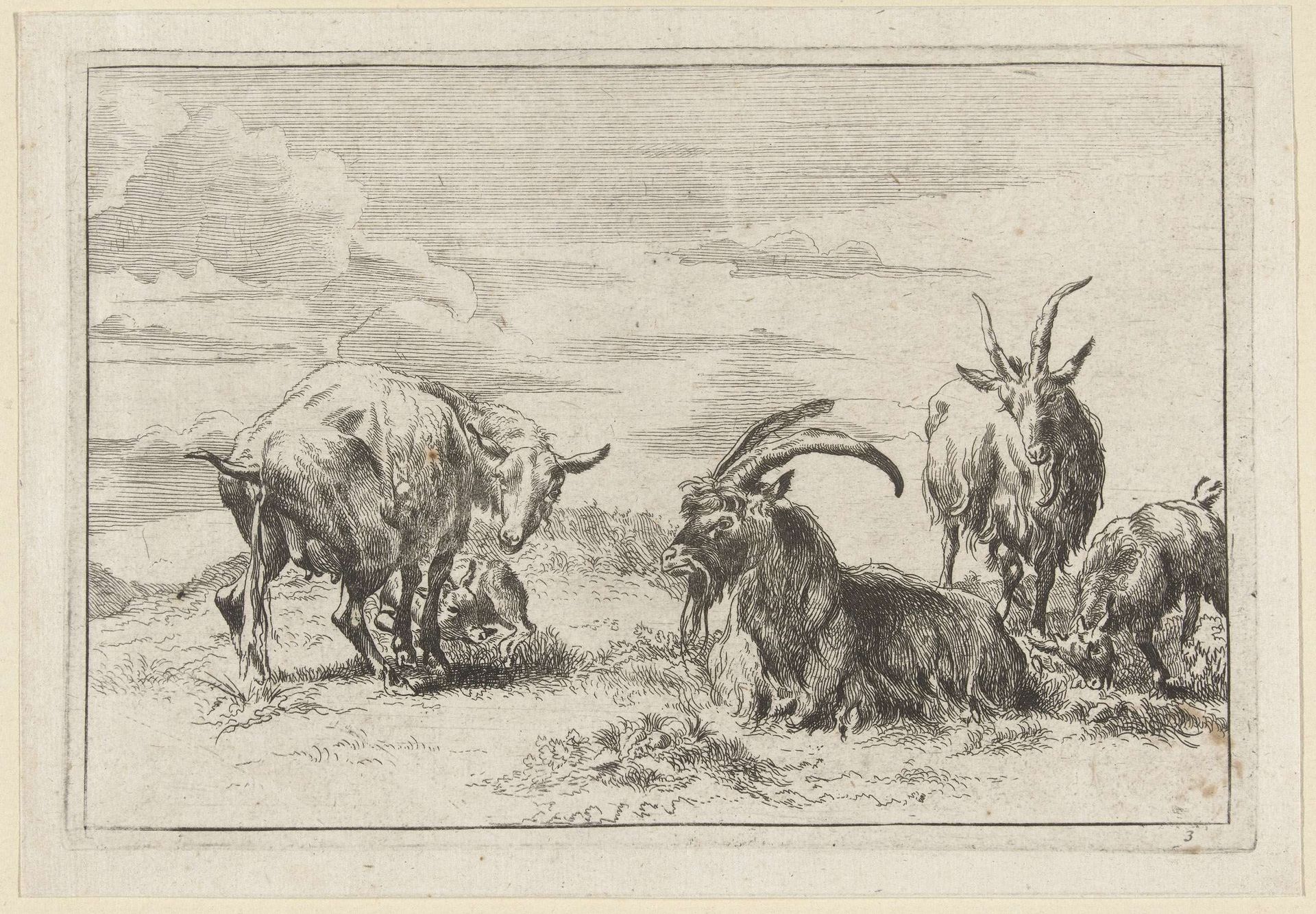 Pissende ooi met drie geiten by Anonymous