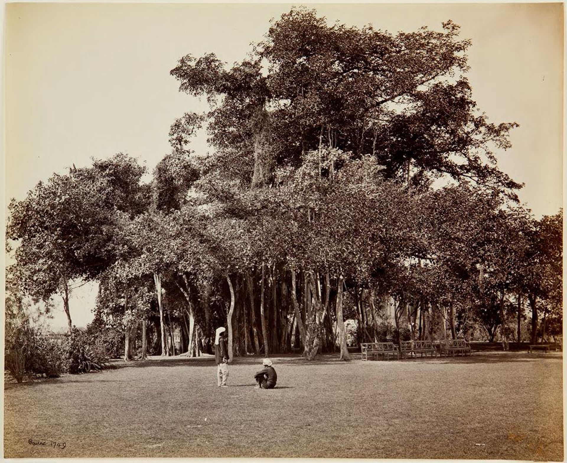 Bharatpur, Banian Tree in the Park, General View by Samuel Bourne