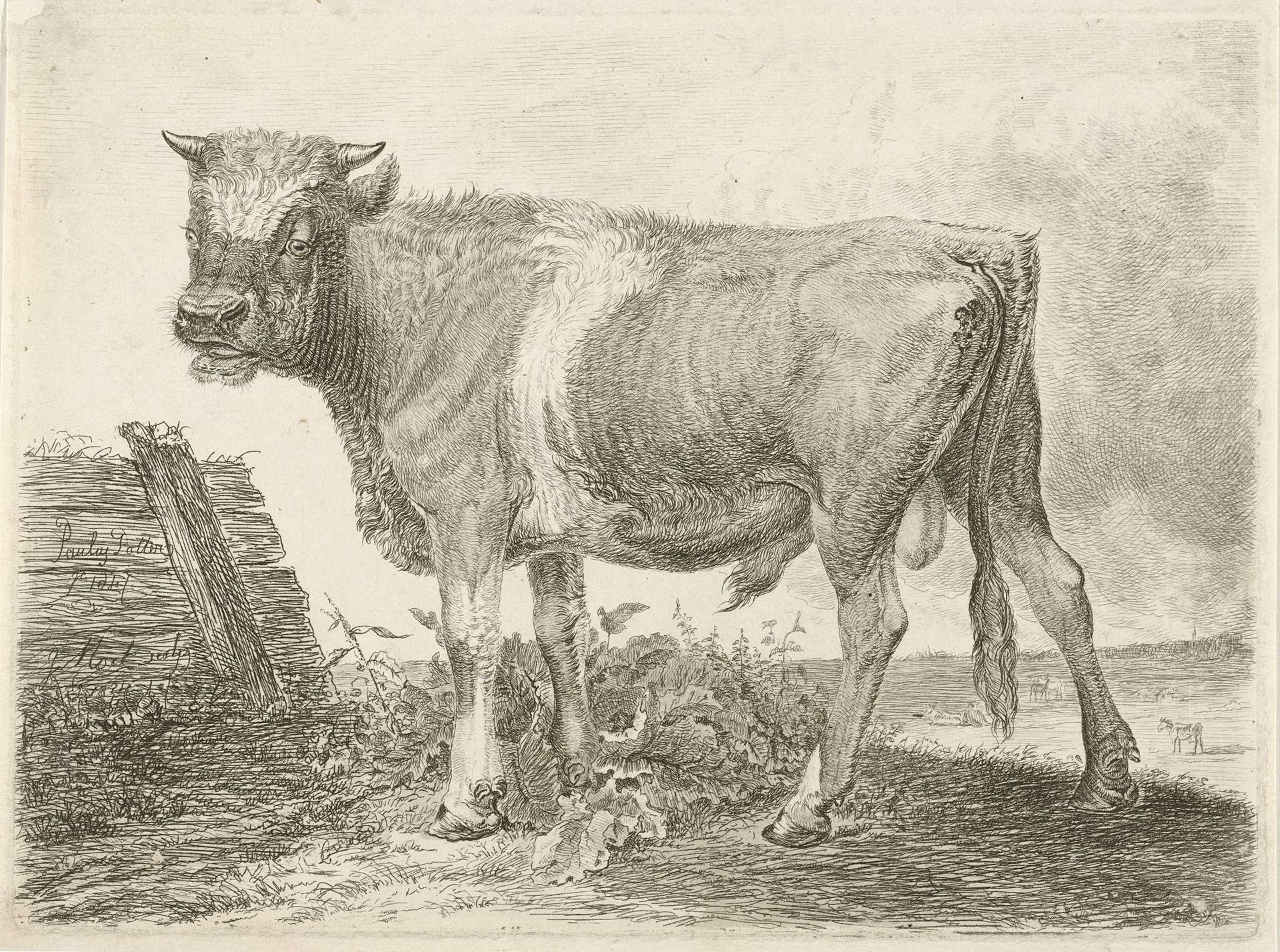 Stier by Johannes Mock