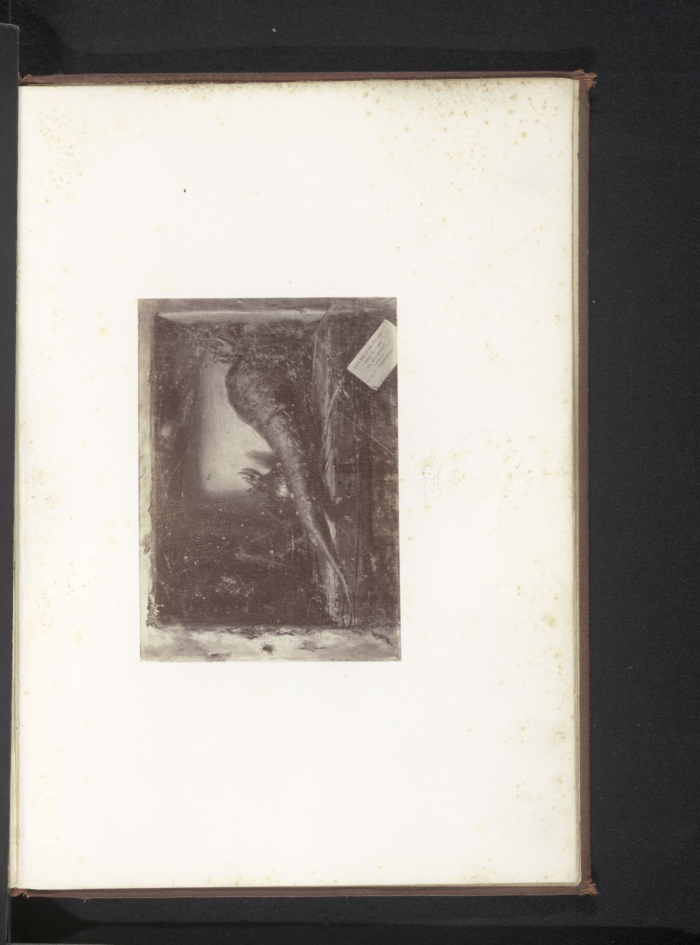 Fotoreproductie van Een wortel met patientiotype door Antoine Wiertz by Edmond Fierlants