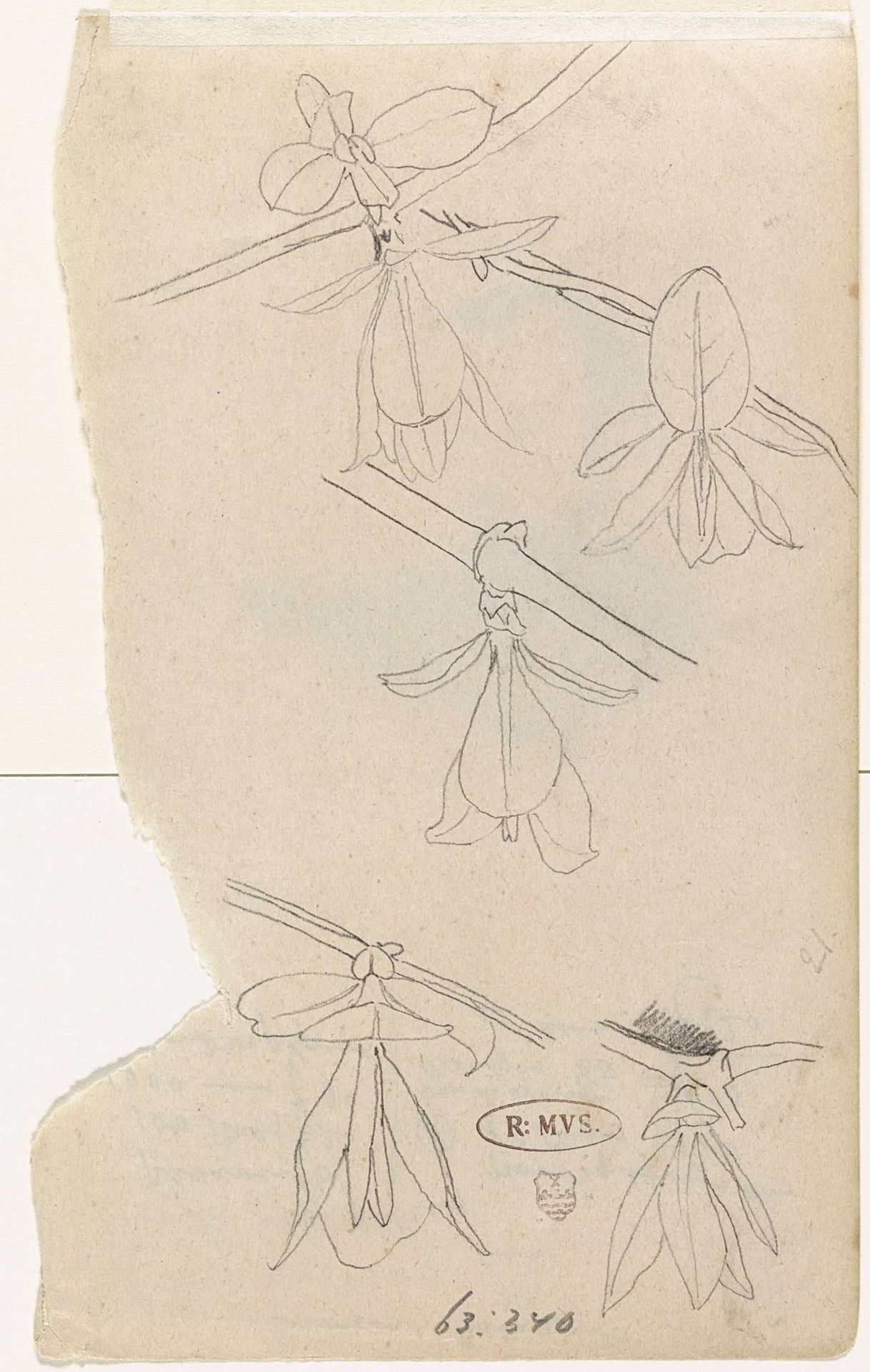 Studies van de bloem van de magnolia by Gerrit Willem Dijsselhof