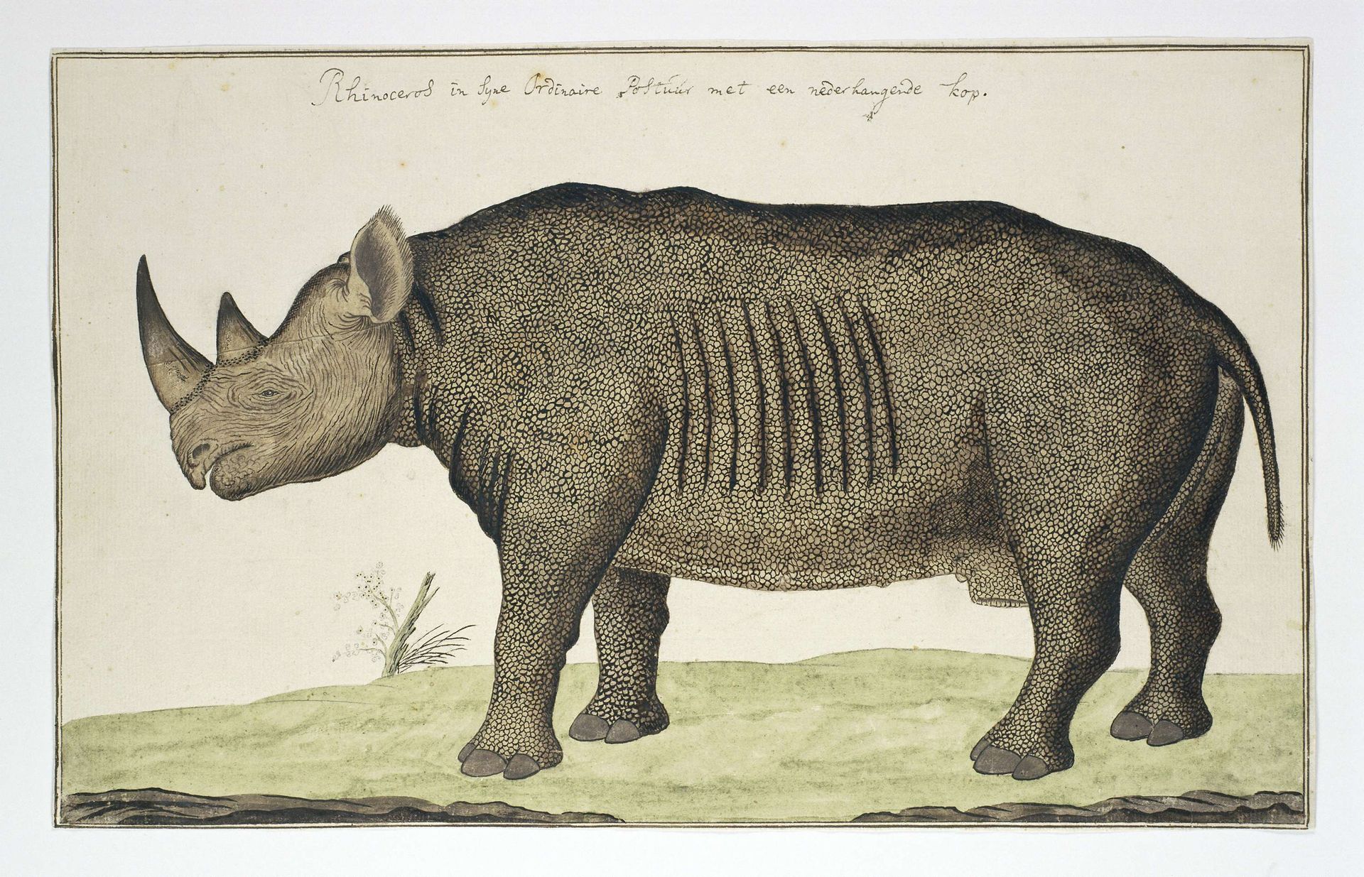 Diceros bicornis (Black Rhinoceros) by Robert Jacob Gordon