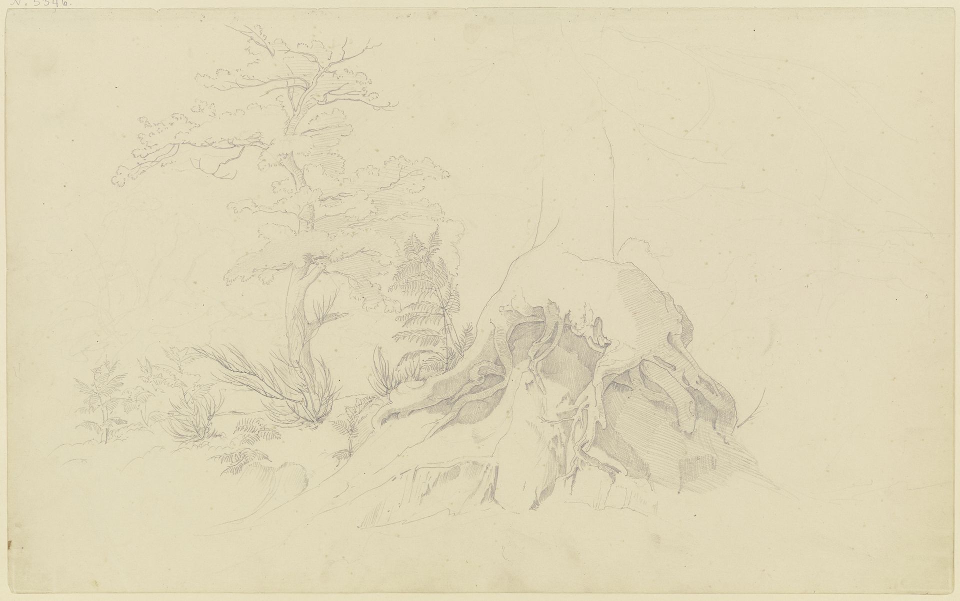 Exposed tree root by August Lucas