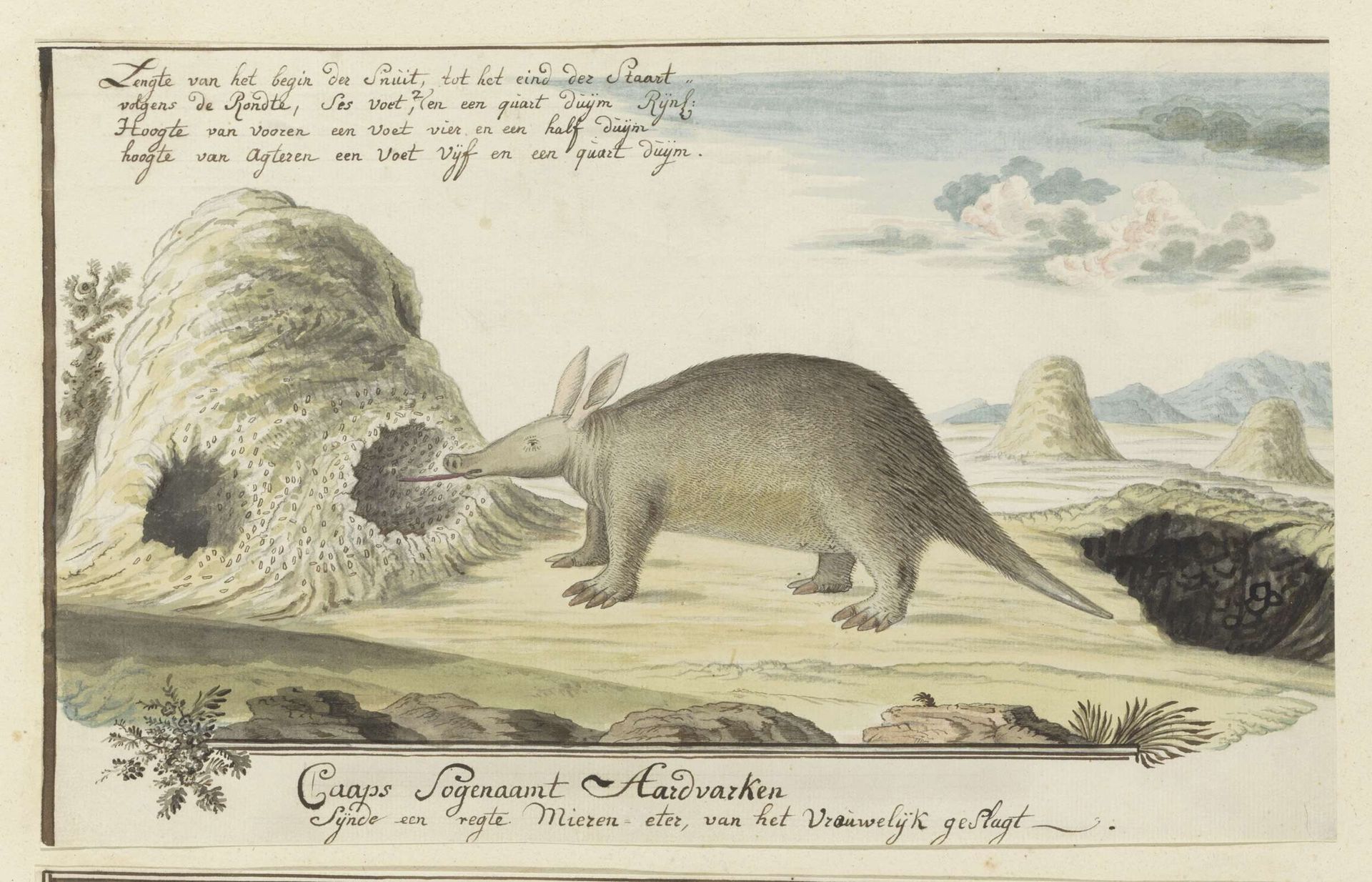 Orycteropus afer (Aardvark) by Robert Jacob Gordon