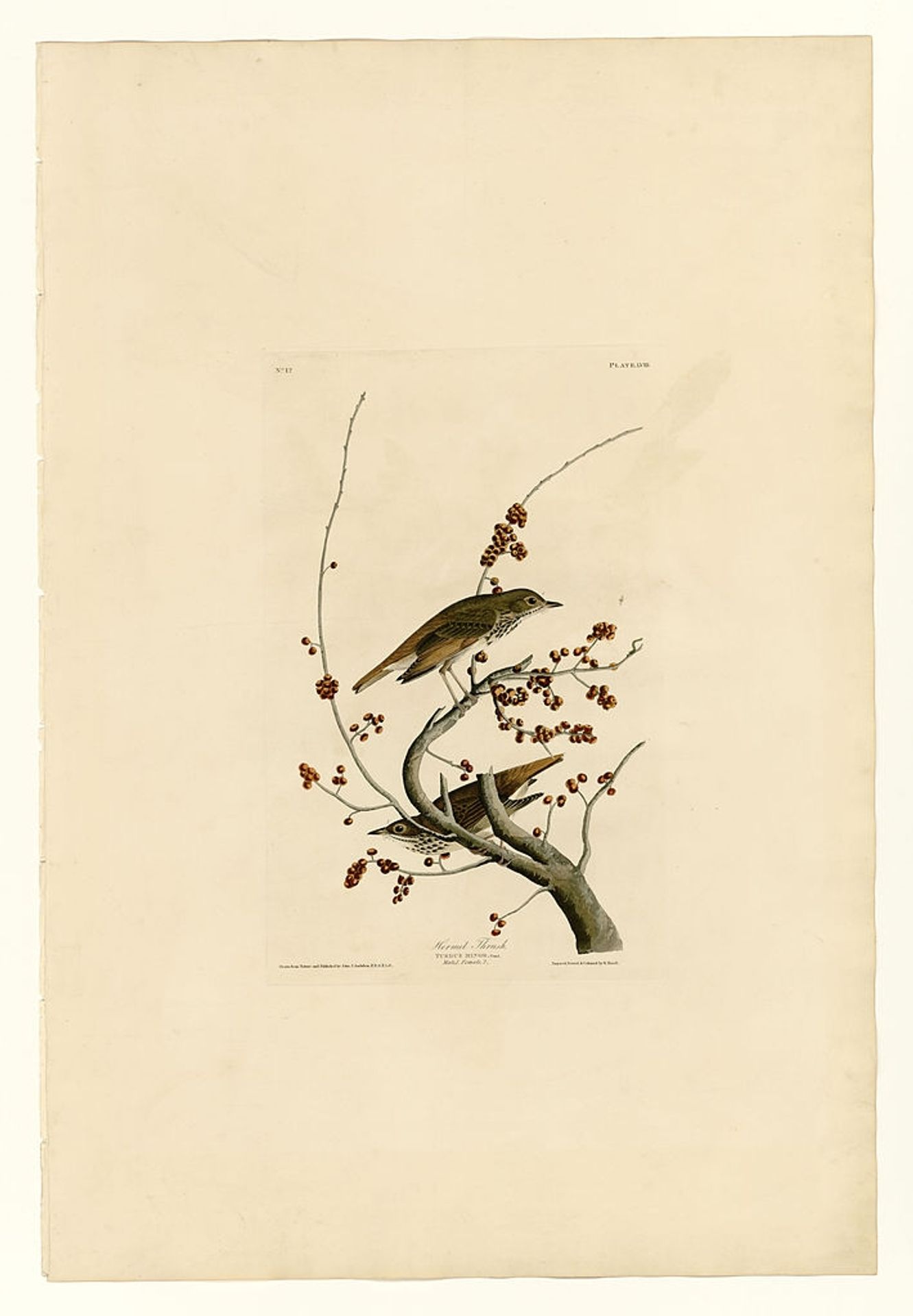 Plate 58.Hermit Thrush by John James Audubon