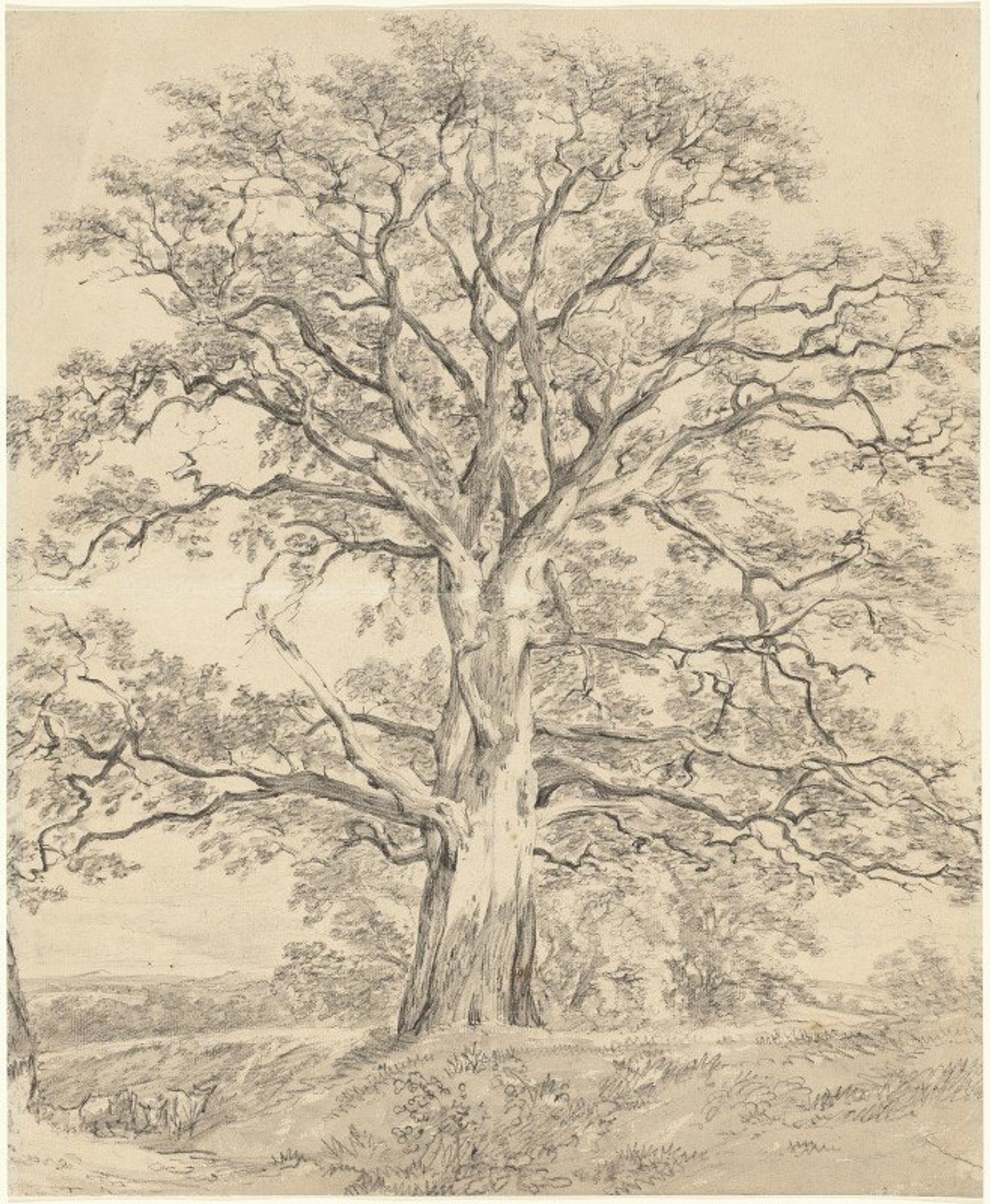 A Great Oak Tree by John Constable