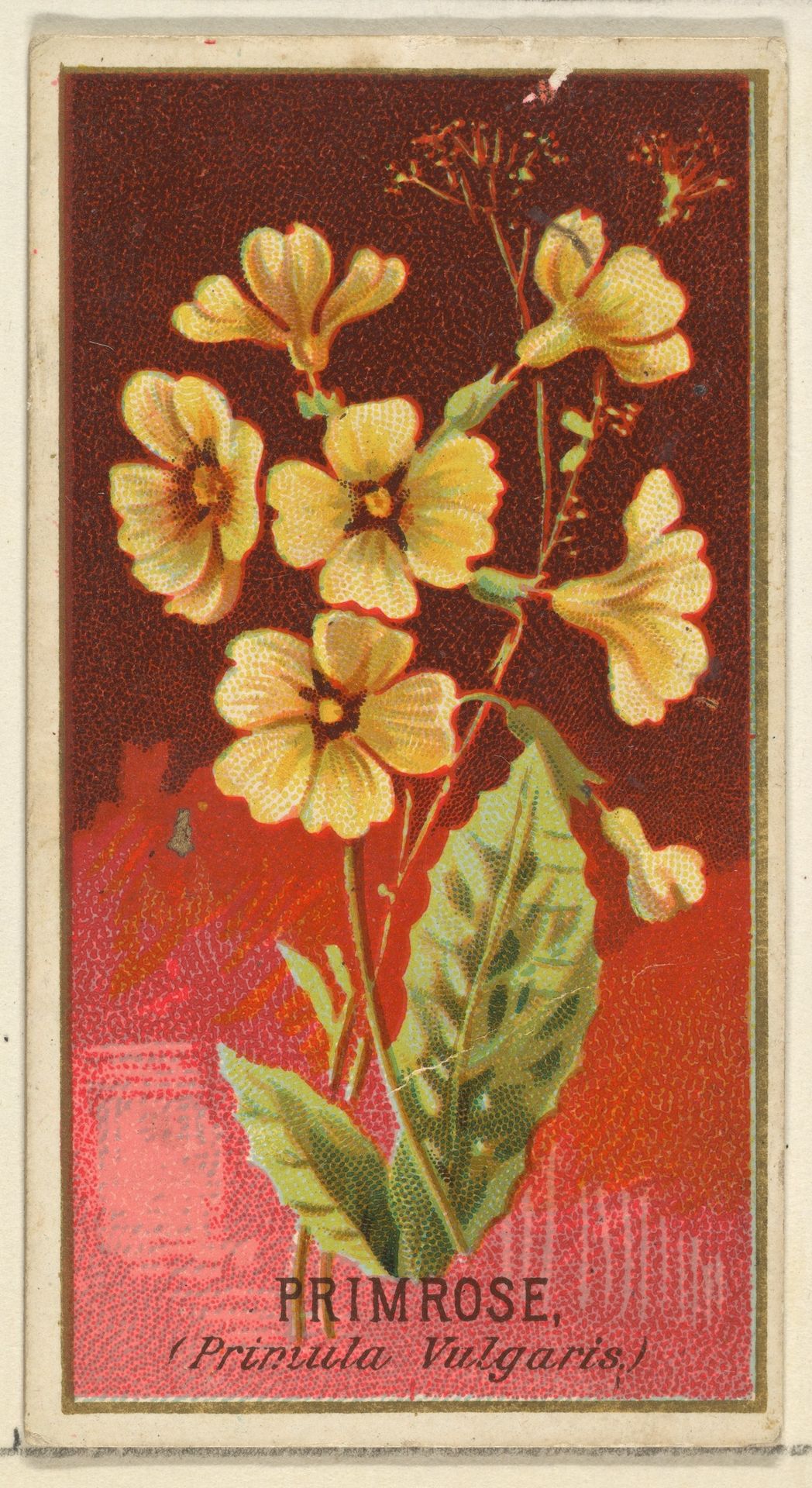 Primrose (Primula Vulgaris), from the Flowers series for Old Judge Cigarettes by Goodwin & Company
