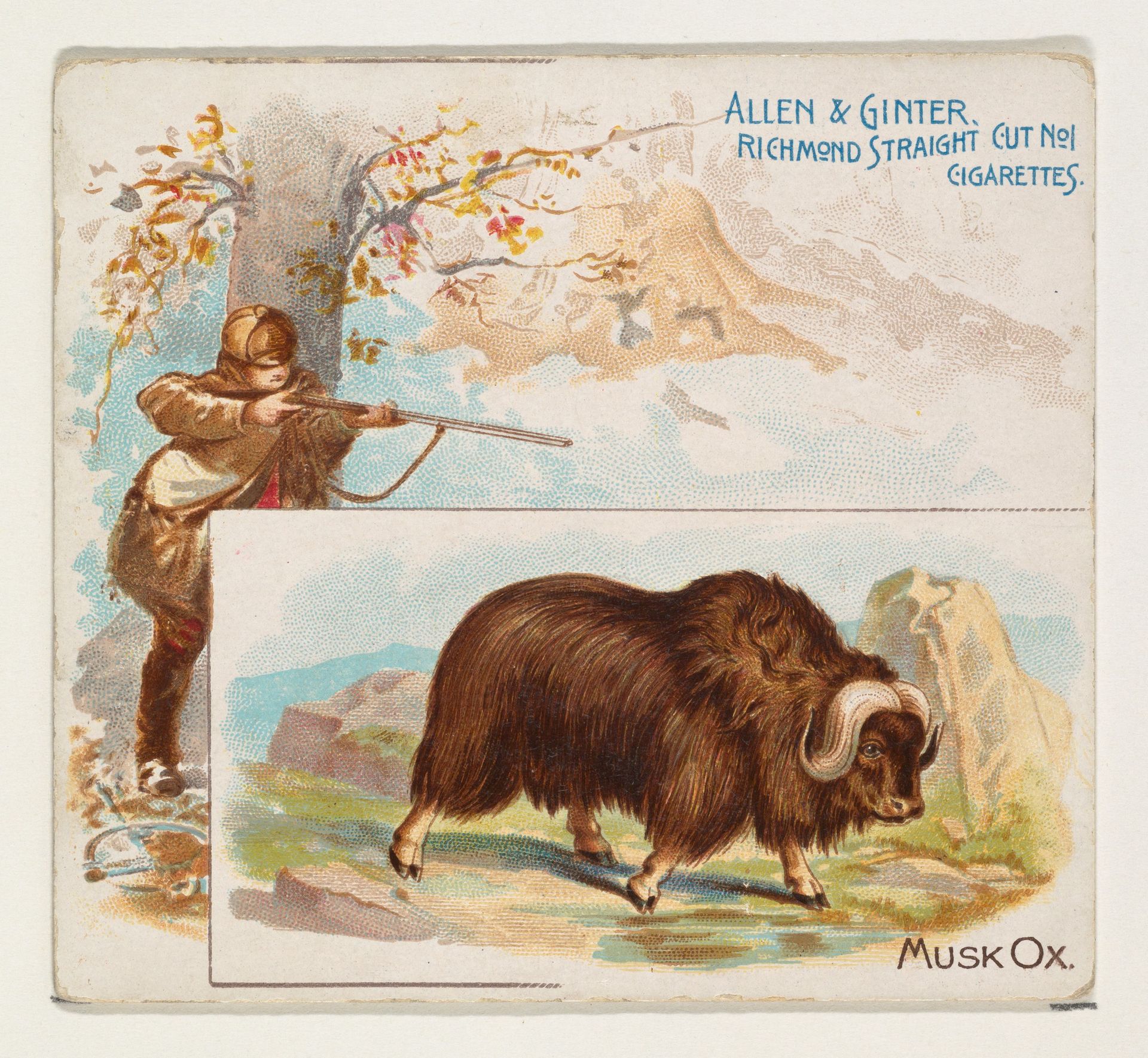 Musk Ox, from Quadrupeds series (N41) for Allen & Ginter Cigarettes by Allen & Ginter