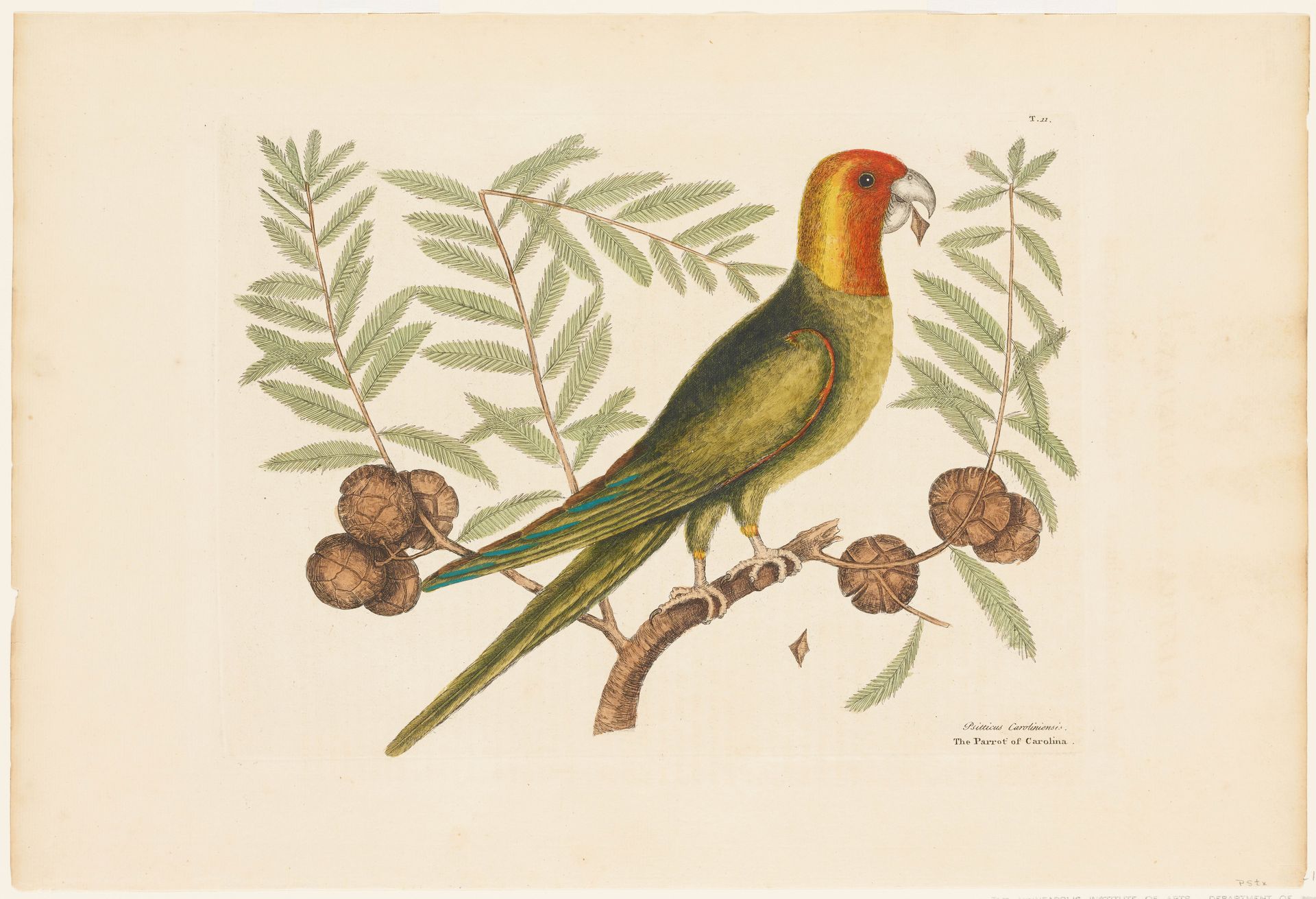 The Parrot of Carolina by Mark Catesby