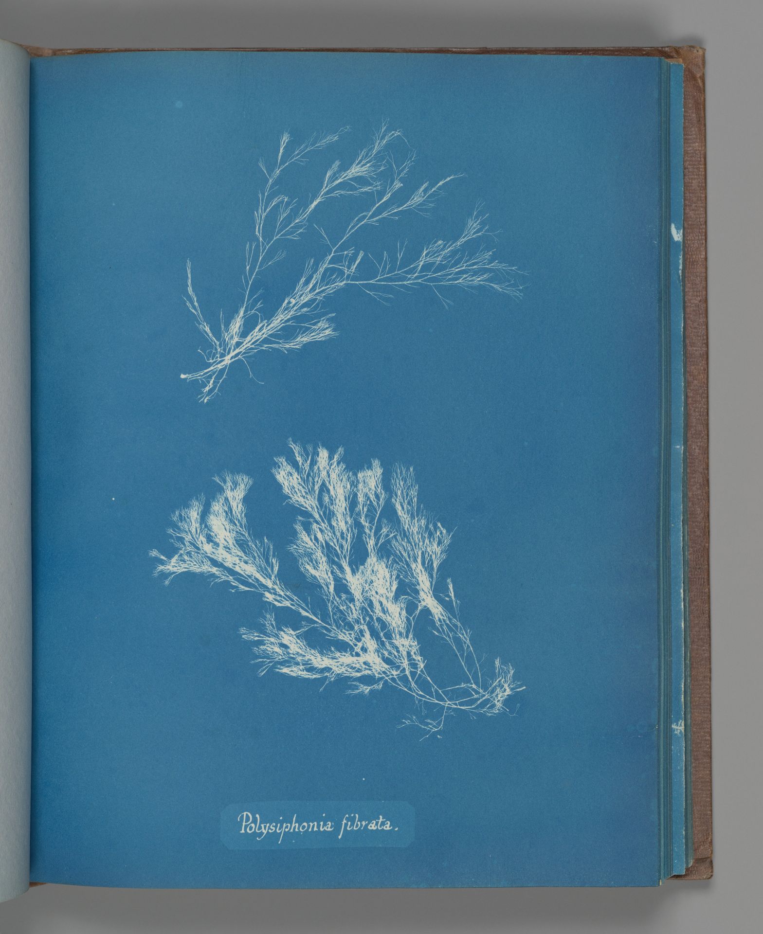 Polysiphonia fibrata by Anna Atkins