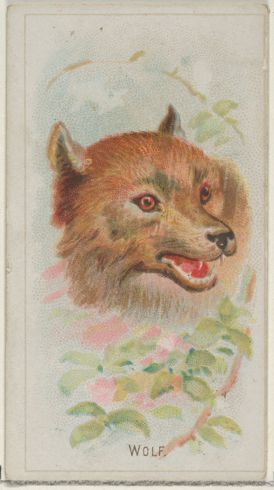 Wolf, from the Wild Animals of the World series (N25) for Allen & Ginter Cigarettes by Allen & Ginter