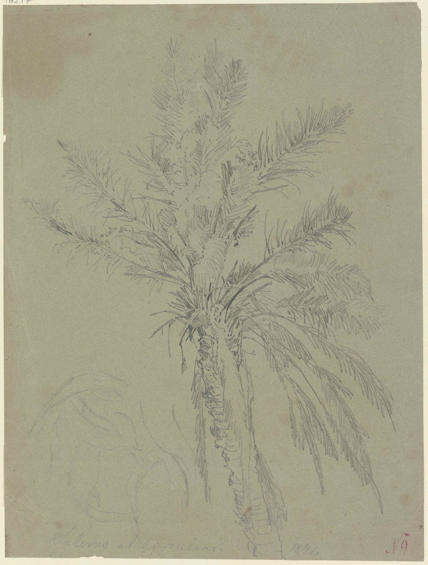 Palm tree in Salerno by Johann Nepomuk Rauch