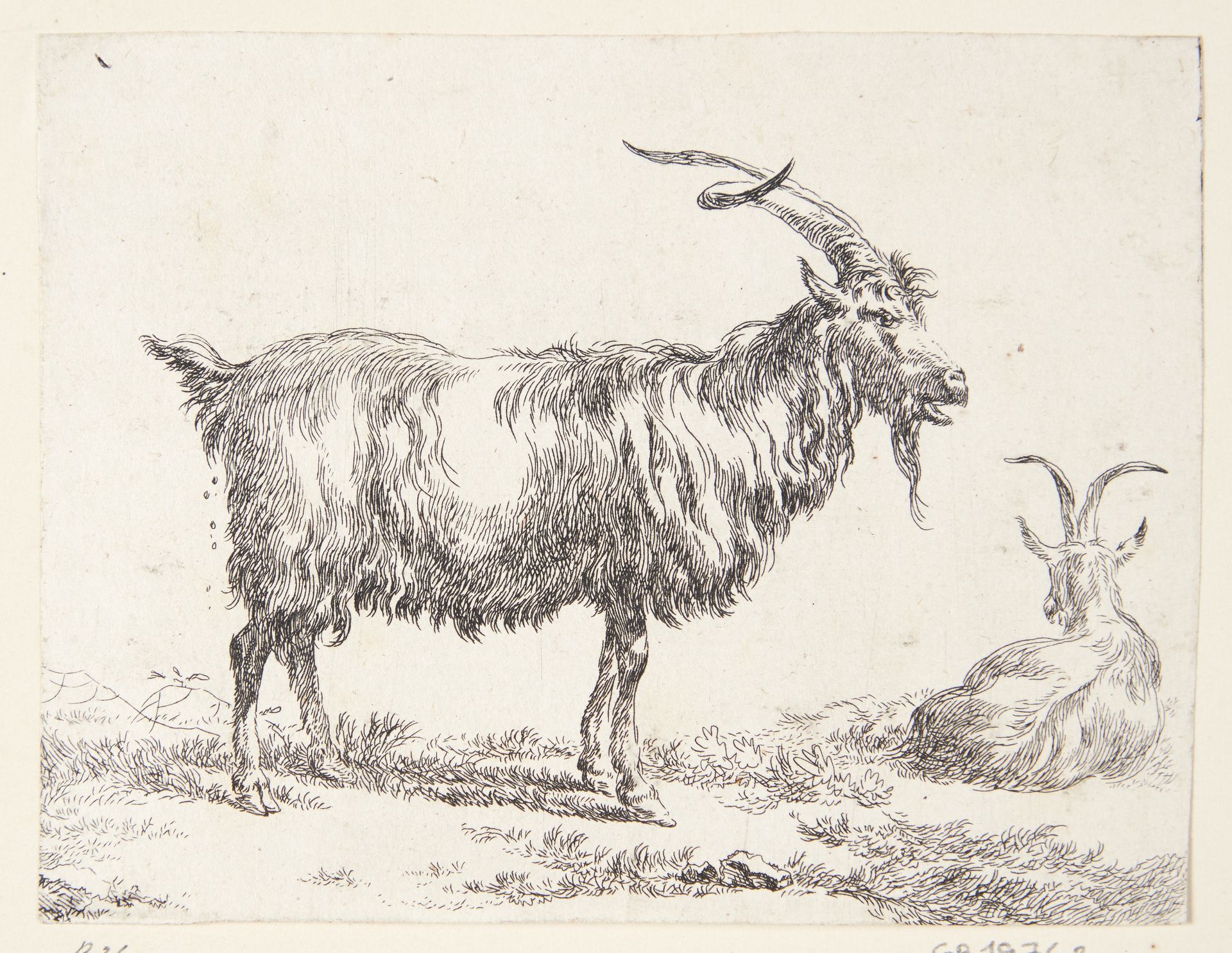 En stående og en liggende ged by Nicolaes Berchem