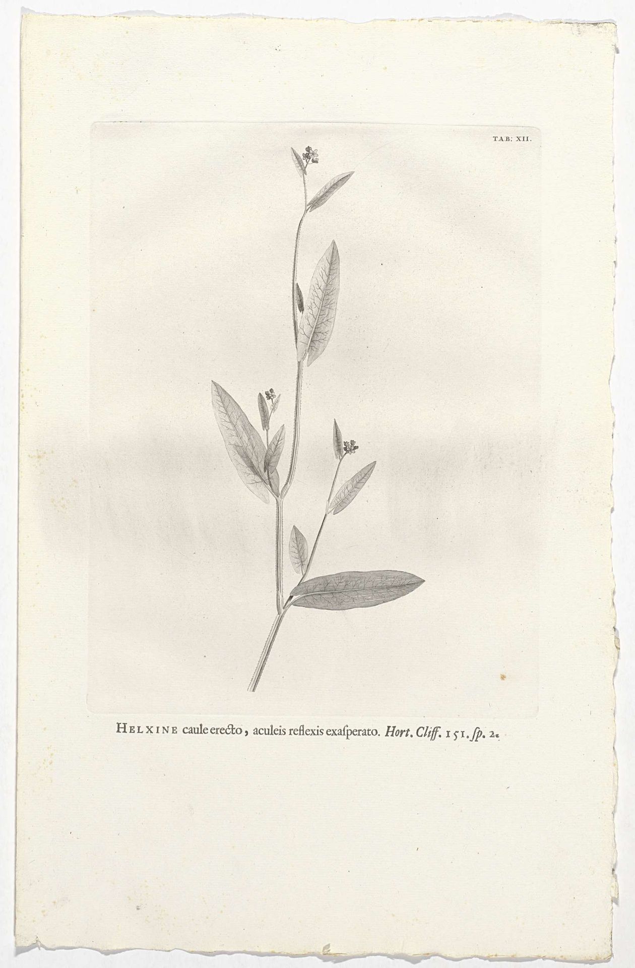 Polygonum sagittatum by Jan Wandelaar
