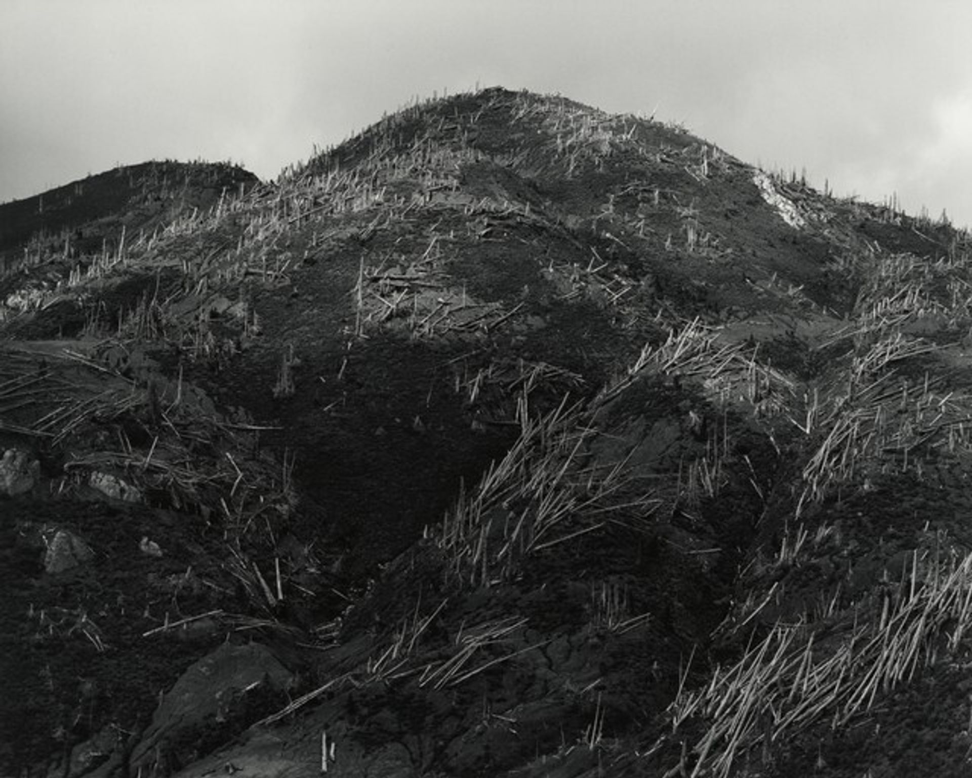 Aerial View: Blowdown and New Growth near Norway Pass, 9 Miles NE of Mount St. Helens, Washington by Frank Gohlke