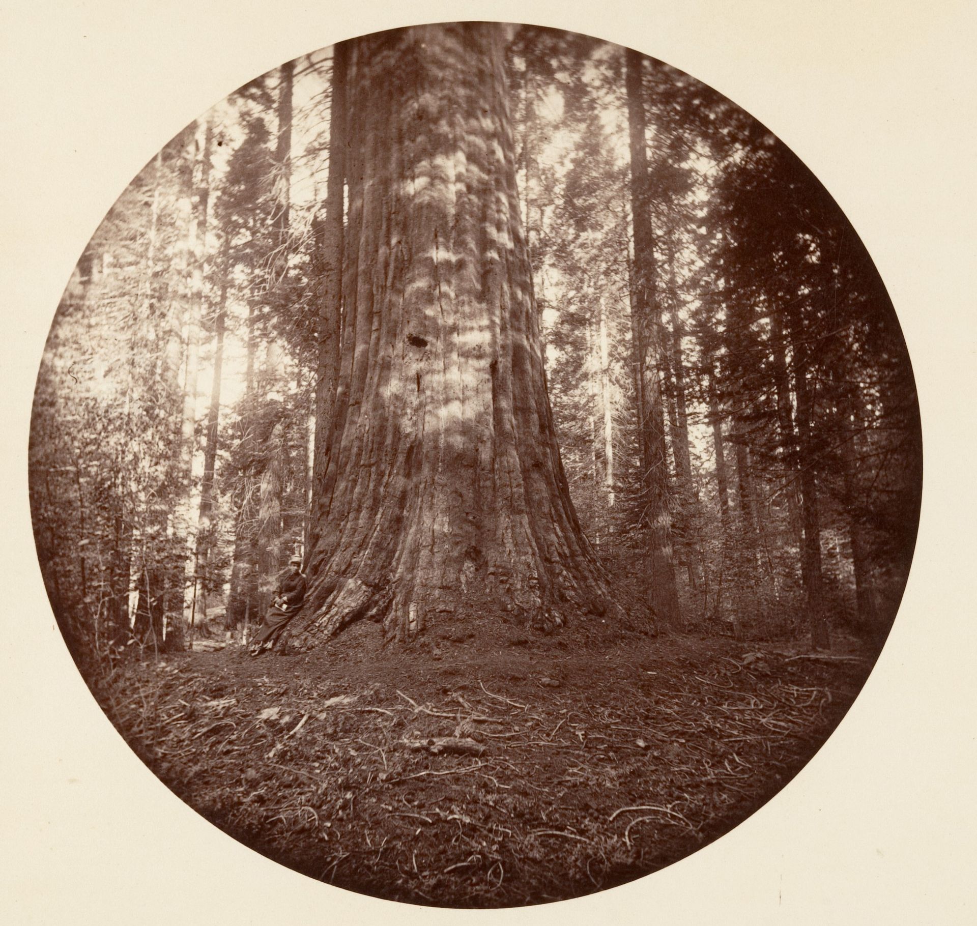 Empire State. C. Grove by Carleton E. Watkins