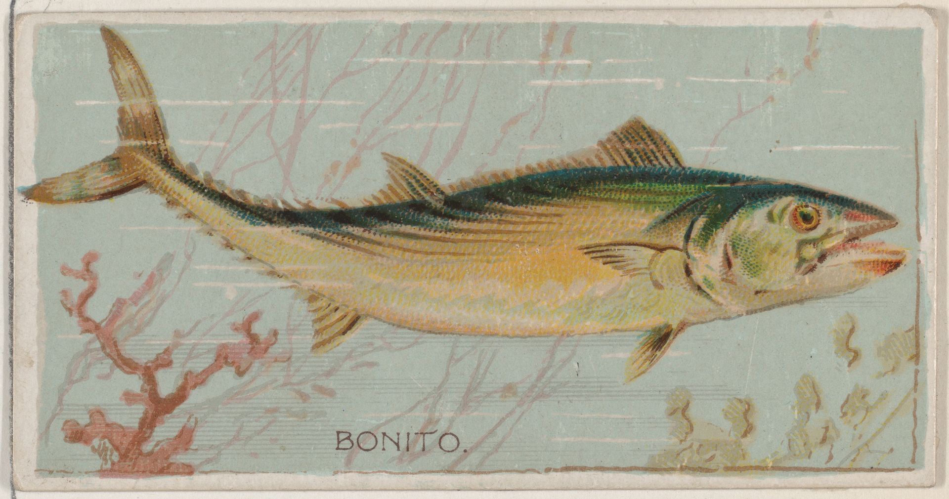 Bonito, from the series Fishers and Fish (N74) for Duke brand cigarettes by Knapp & Company