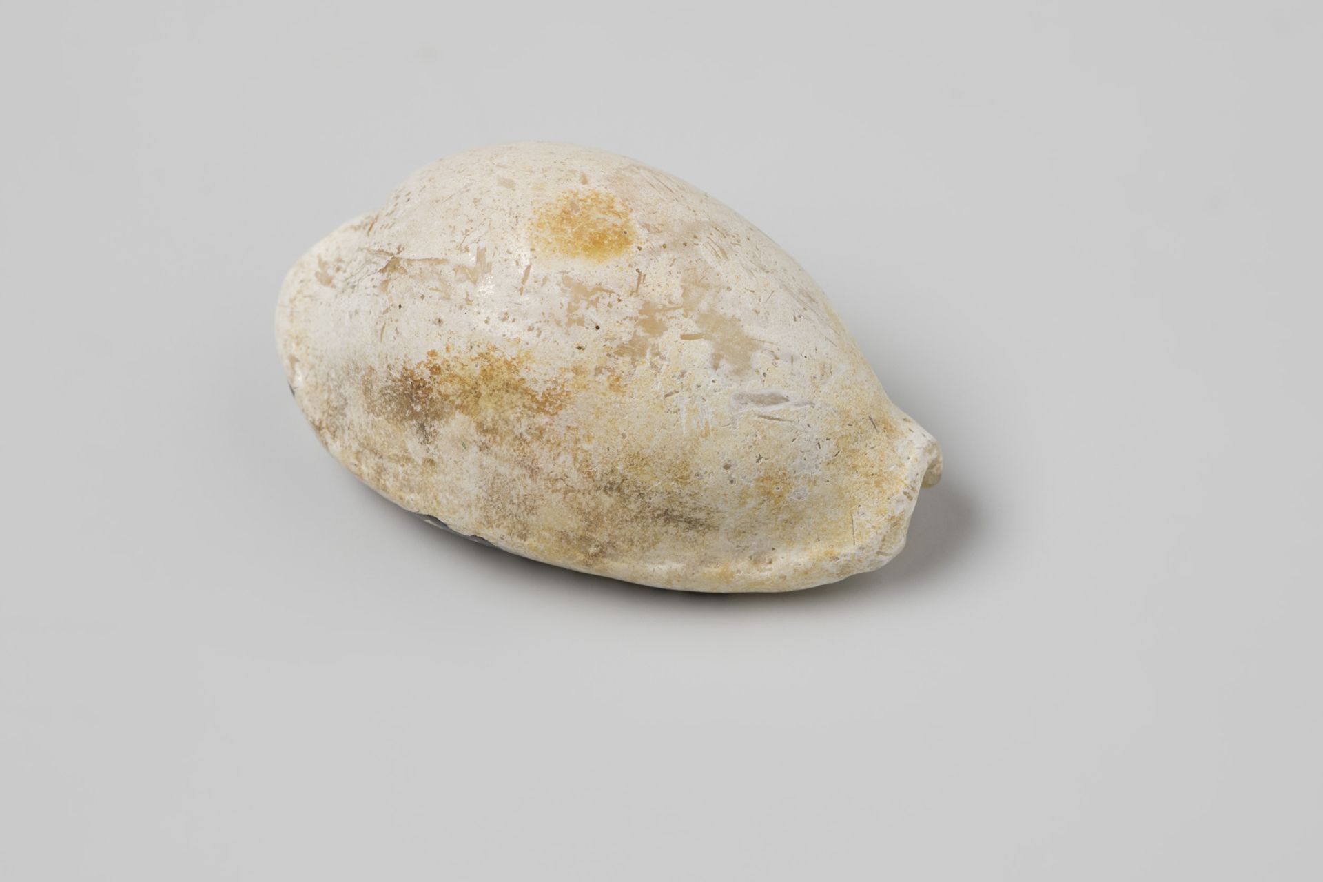 Erosaria spurca shell from the wreck of the Dutch East India ship Witte Leeuw by niet van toepassing