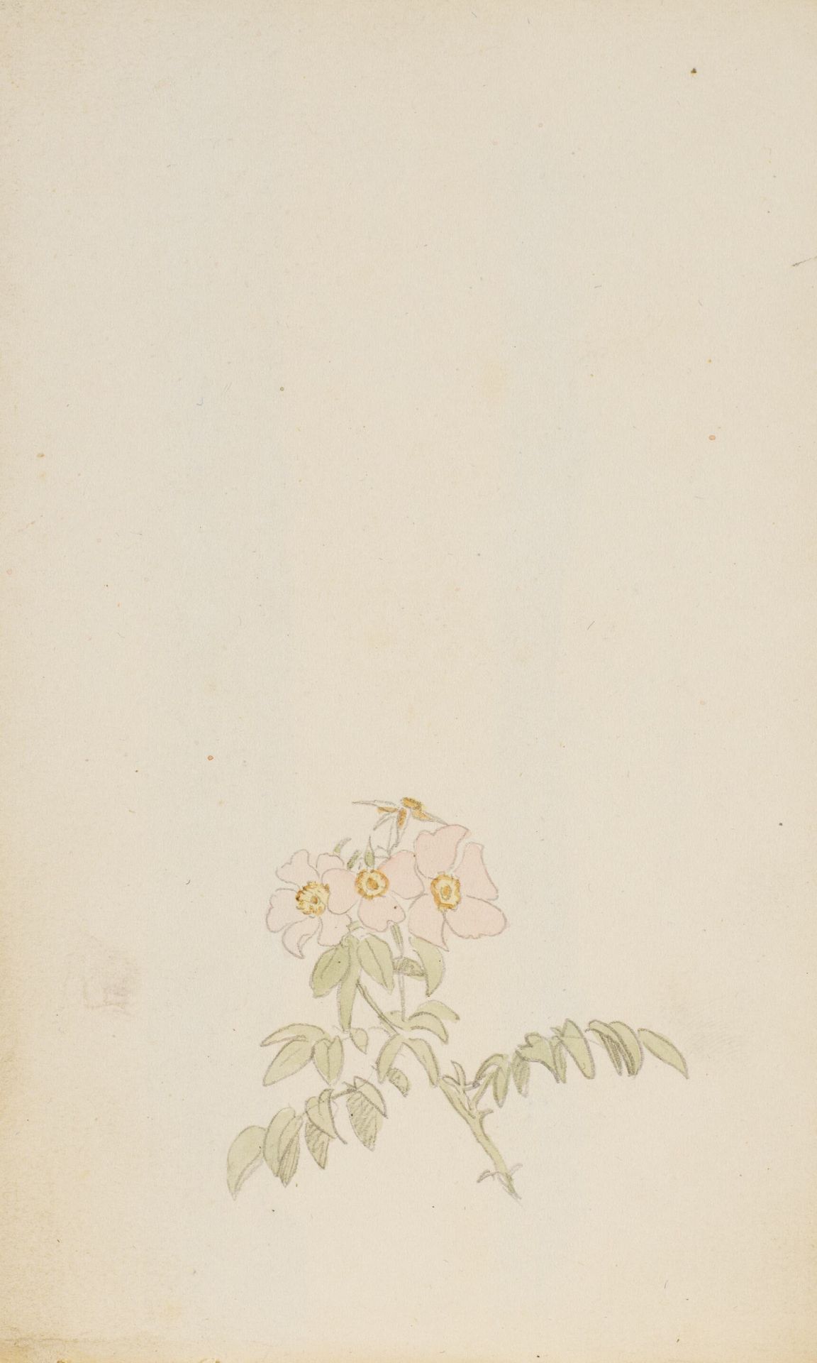 Studie af roser by P.C. Skovgaard