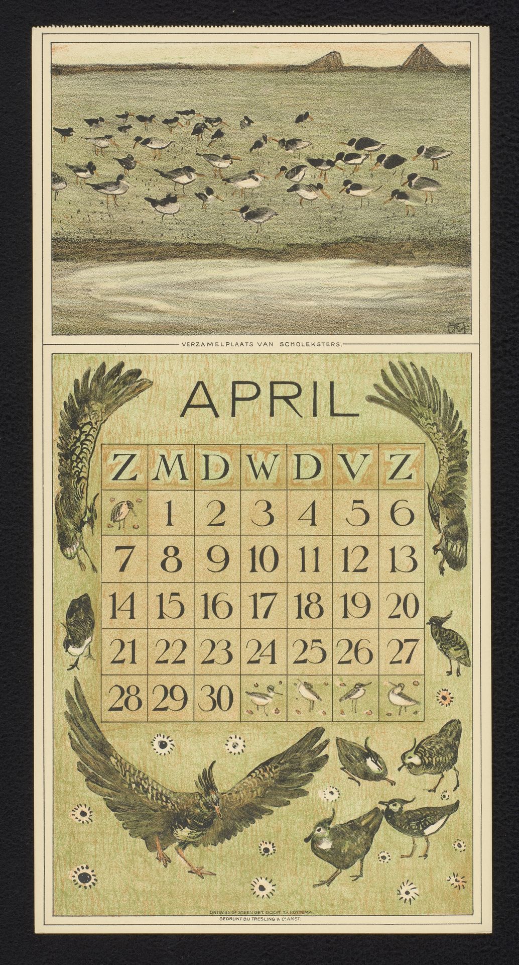 Kalenderblad voor april 1912 met scholeksters en kieviten by Theo van Hoytema