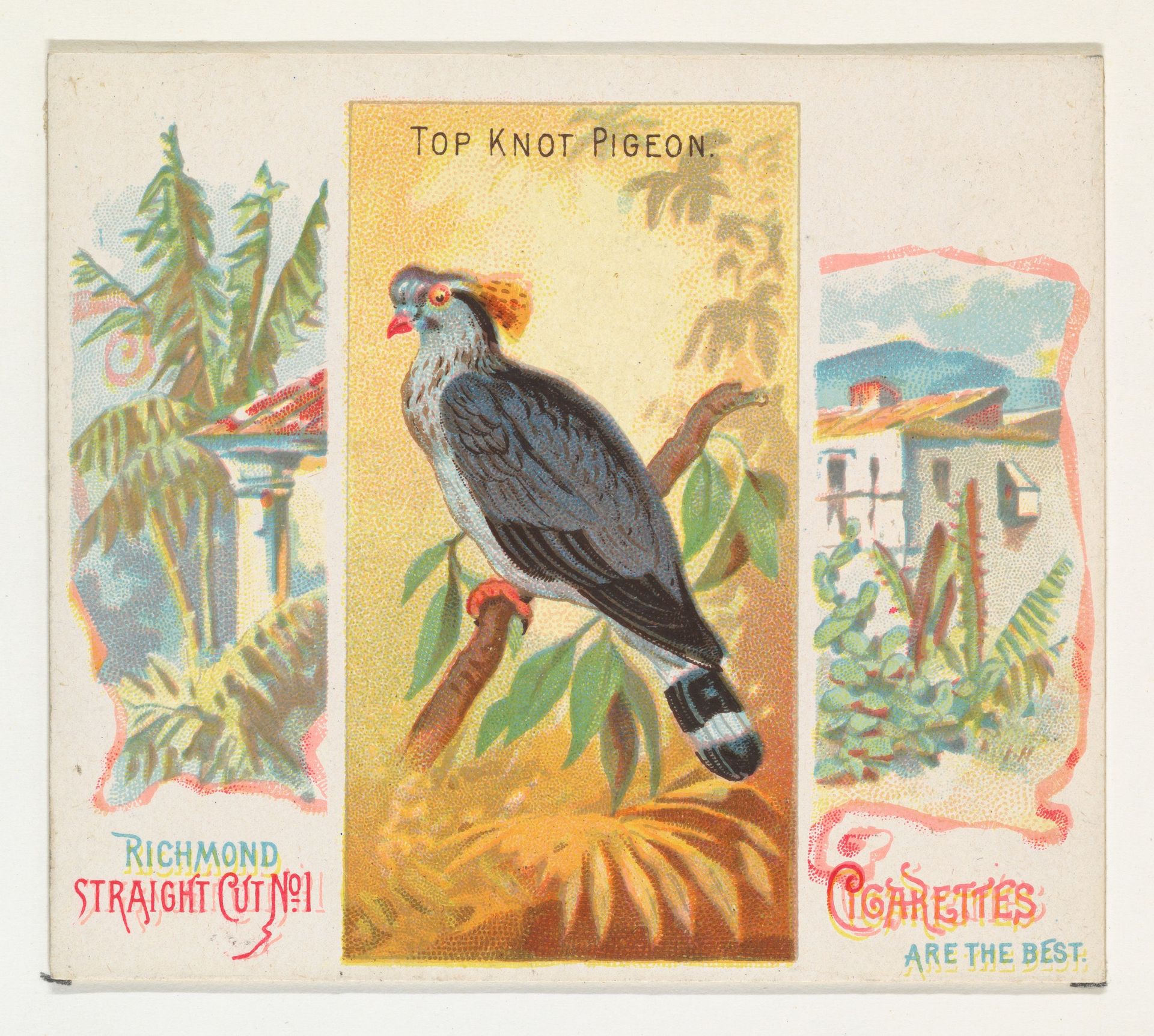 Top Knot Pigeon, from Birds of the Tropics series (N38) for Allen & Ginter Cigarettes by Allen & Ginter